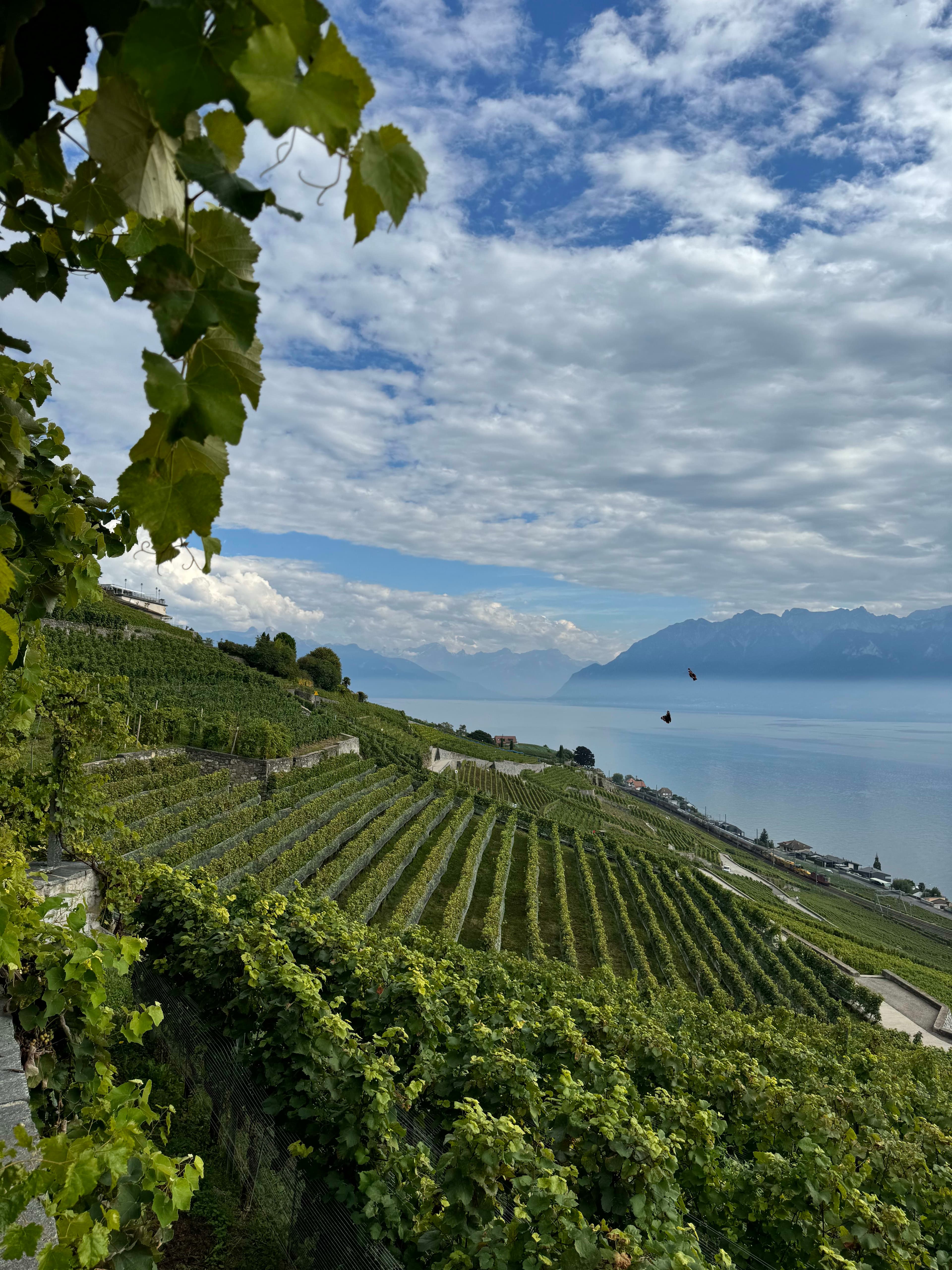 Settle into the Swiss Riviera: Insider's Guide to Summer on Lake Geneva curated by Madeleine Meier
