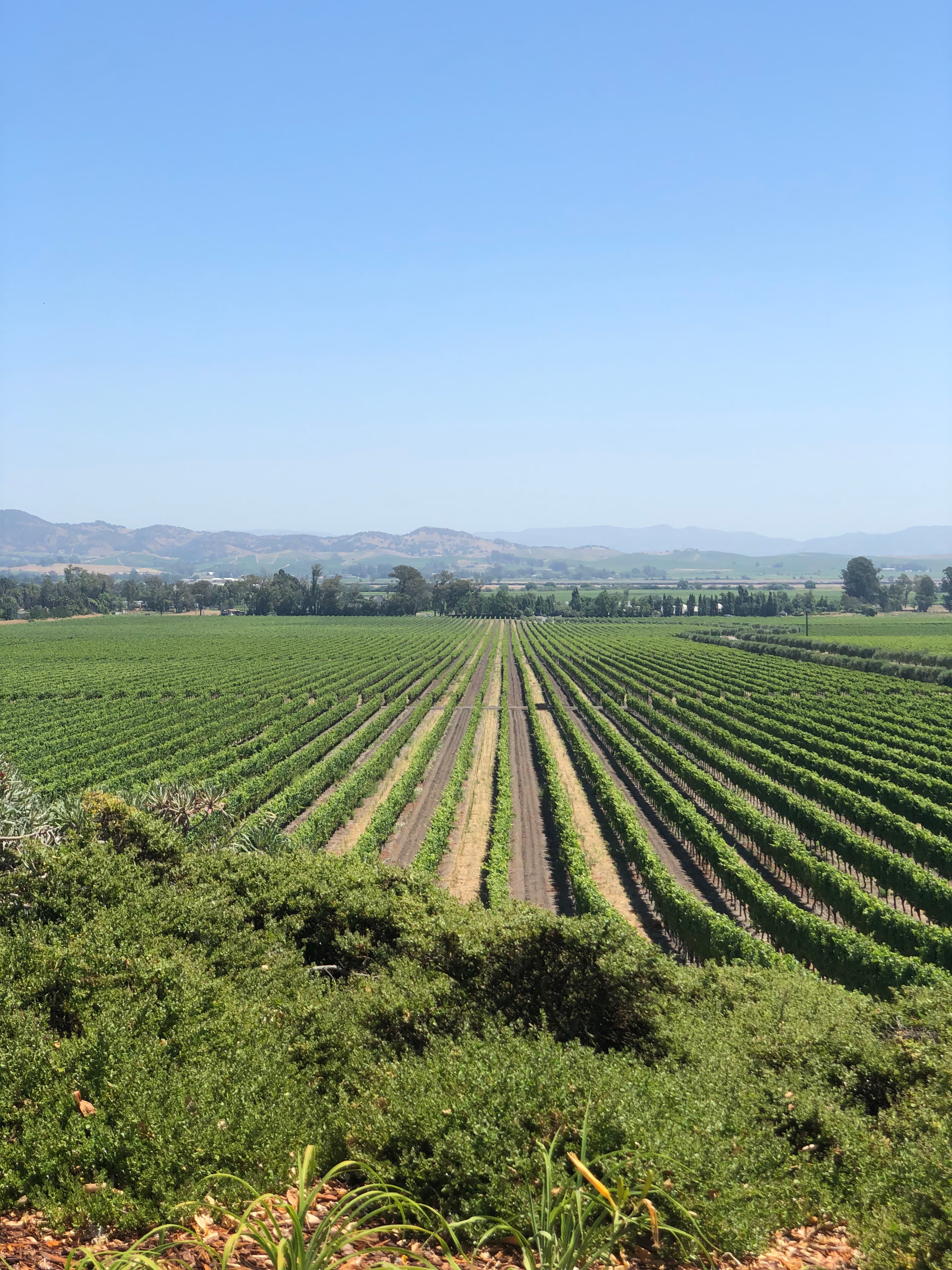 Top Sonoma Hotels for Your Perfect Wine Country Getaway curated by Kat Saval