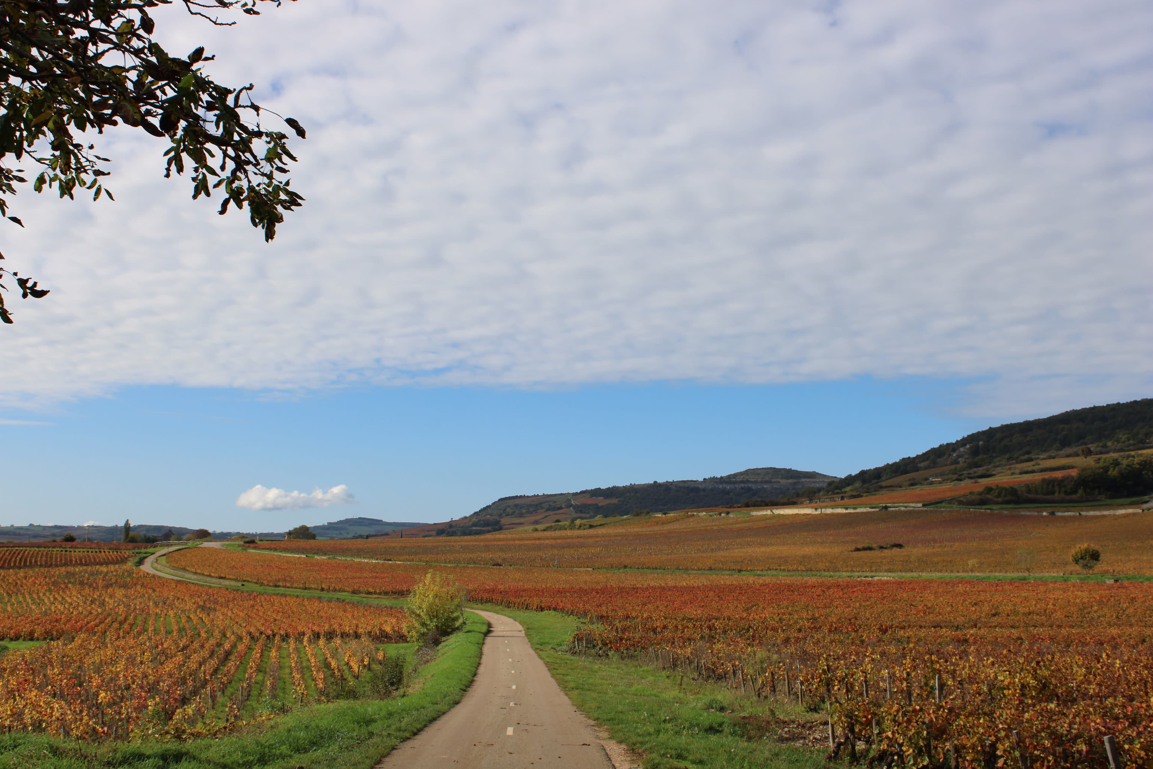FAM Report on Domaine de Cromey curated by Alberto Mussali