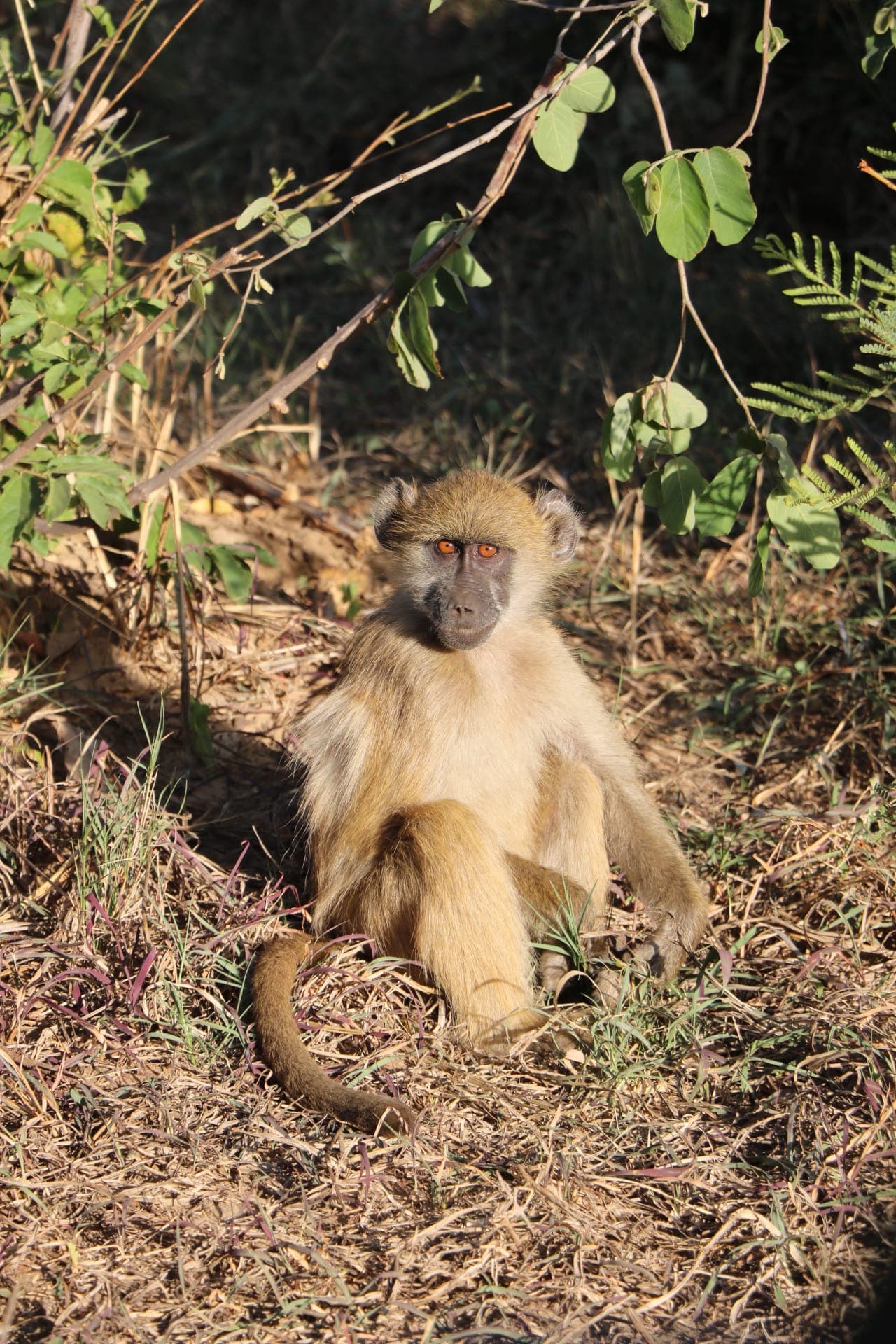 Africa’s Wild Beauty: Safari in May Across Zimbabwe and South Africa curated by Audra Thomas