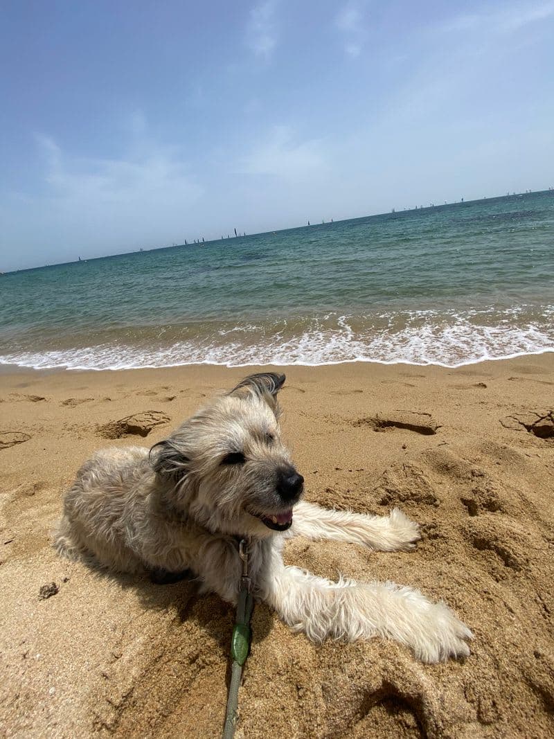 A dog-friendly café with a dog sitting in the sunlit window.