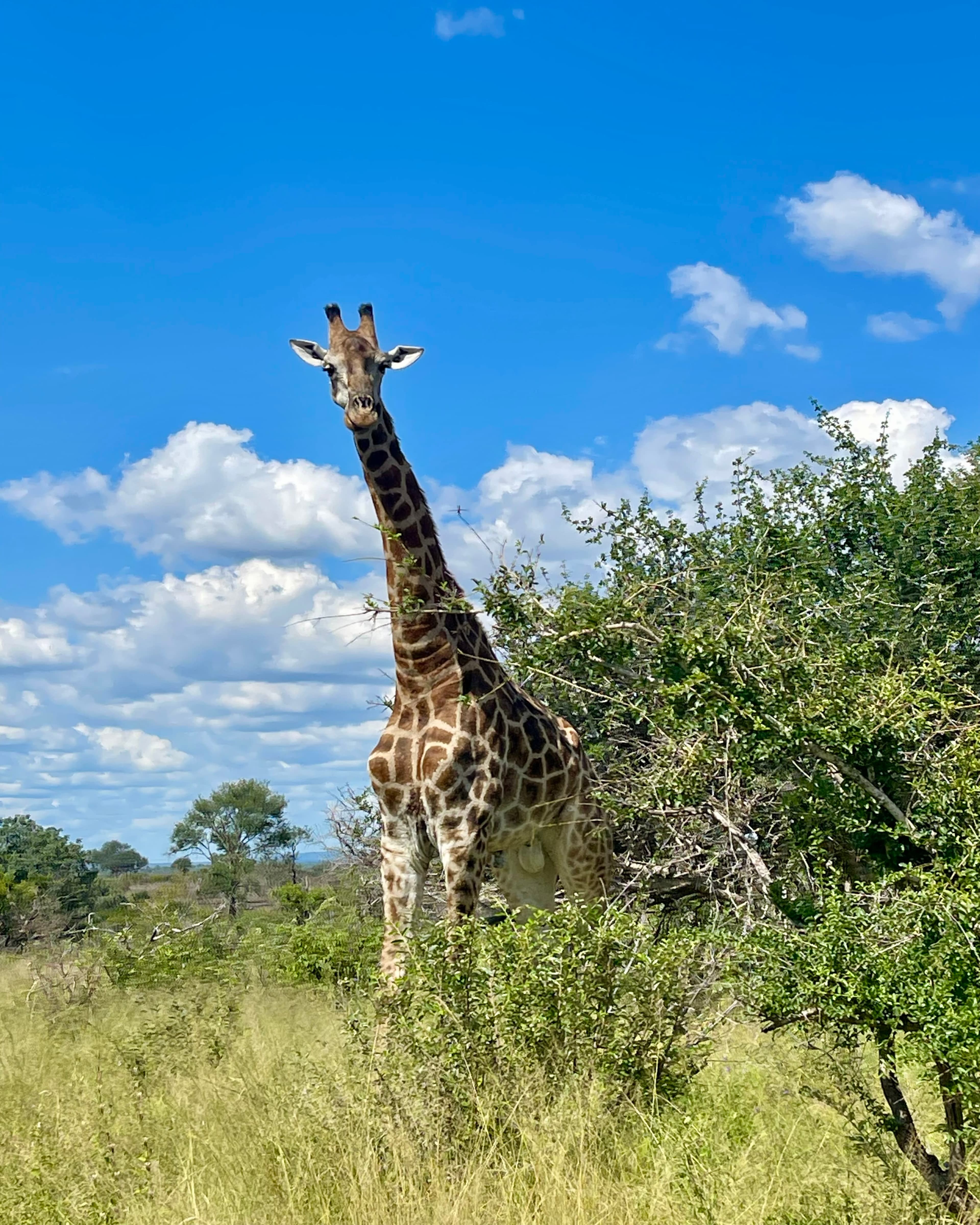 First-Timer’s Guide to a South African Safari curated by Allie Meador