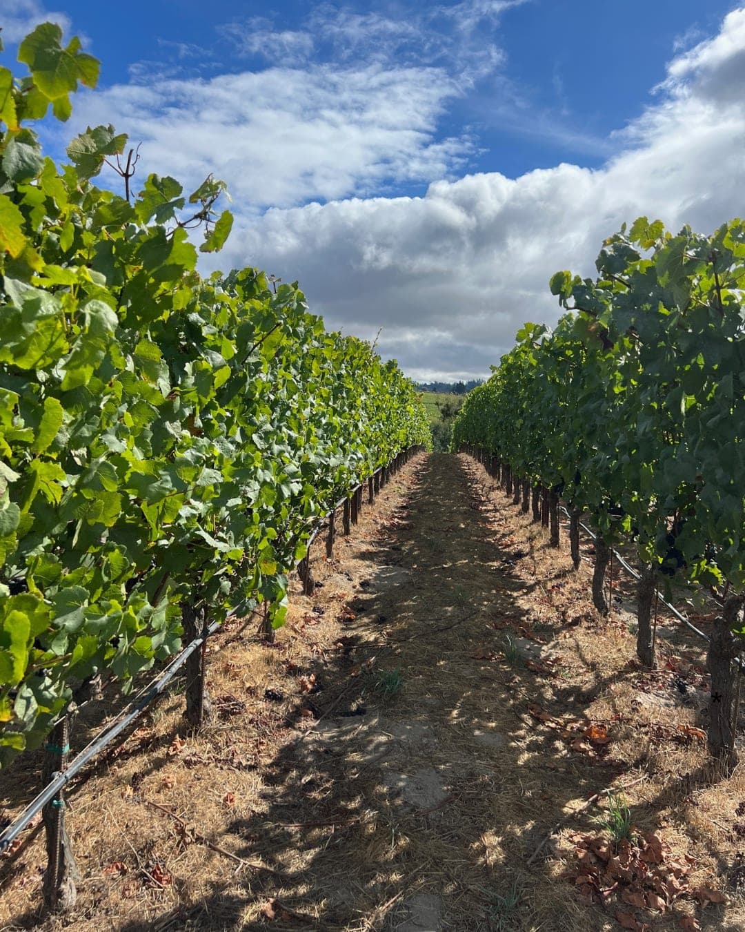 Sonoma for Rhone Varietal, Pinot Noir & Chardonnay Wine Lovers curated by Jen Barnes