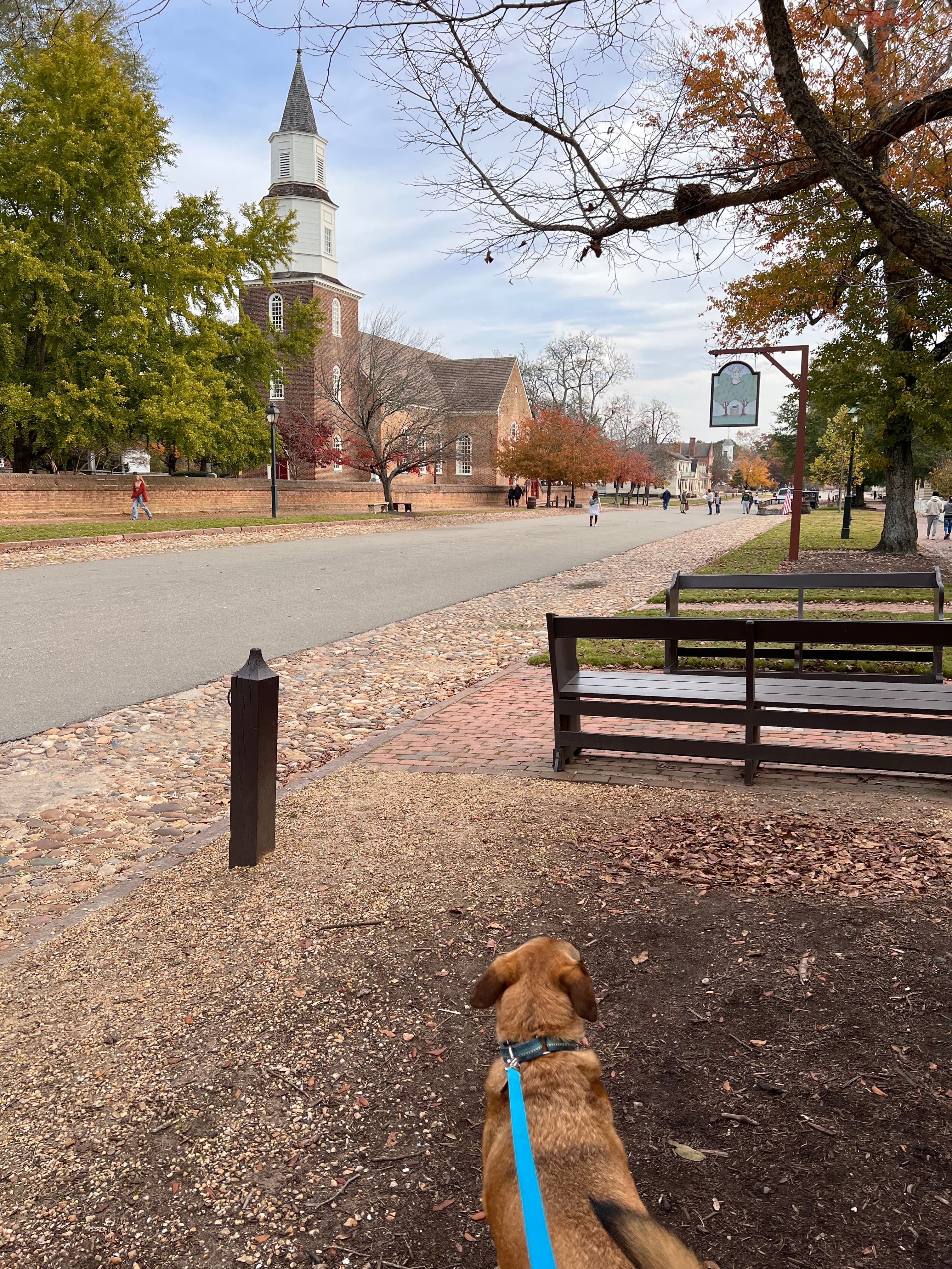 A dog on a leash with a walking path and a town in the distance on a sunny day.