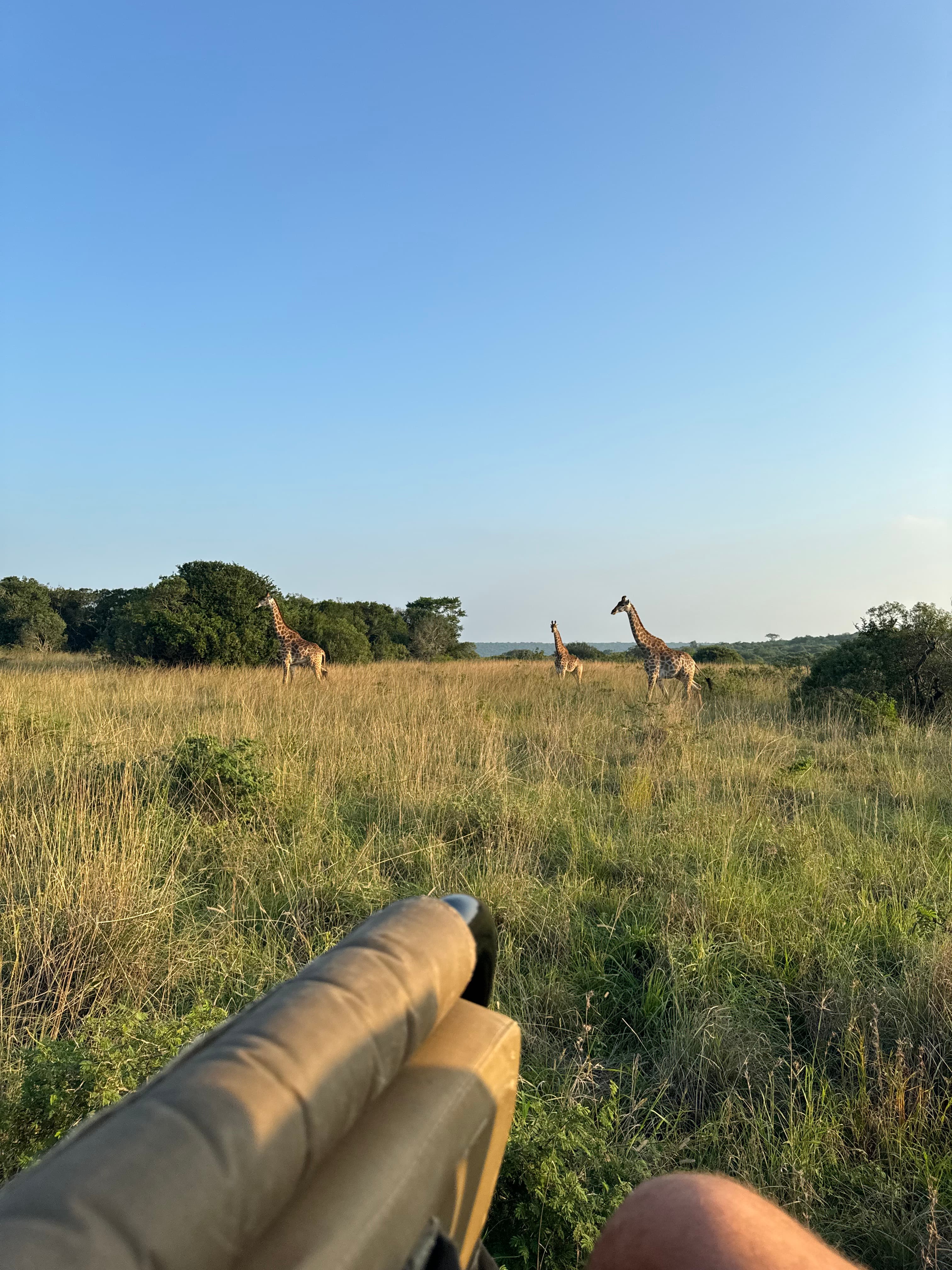 A view of giraffes in the wild on a safari on a sunny day.