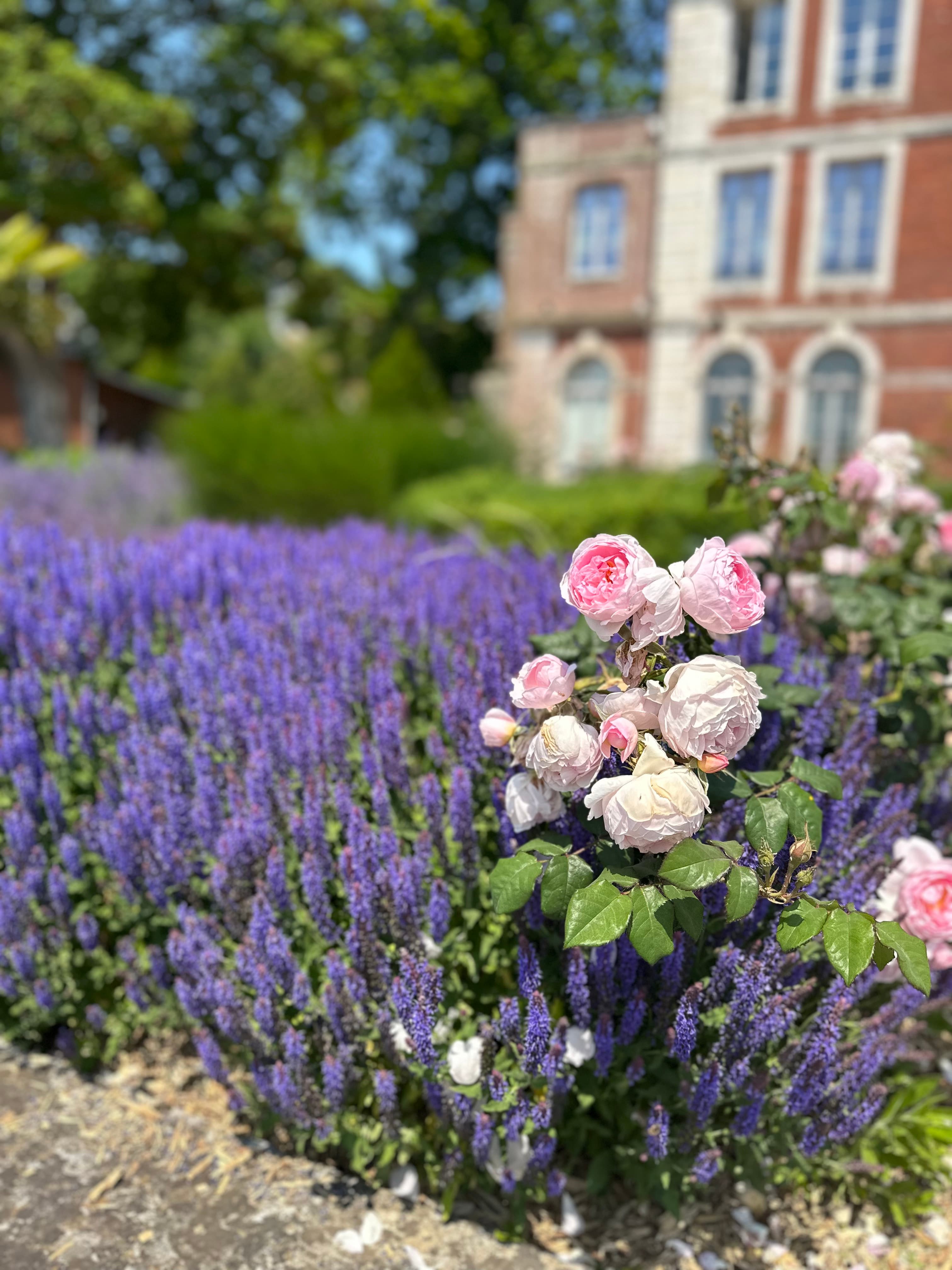 Close up view of pink and purple flowers in a sunny garden with a brown and white building visible behind them