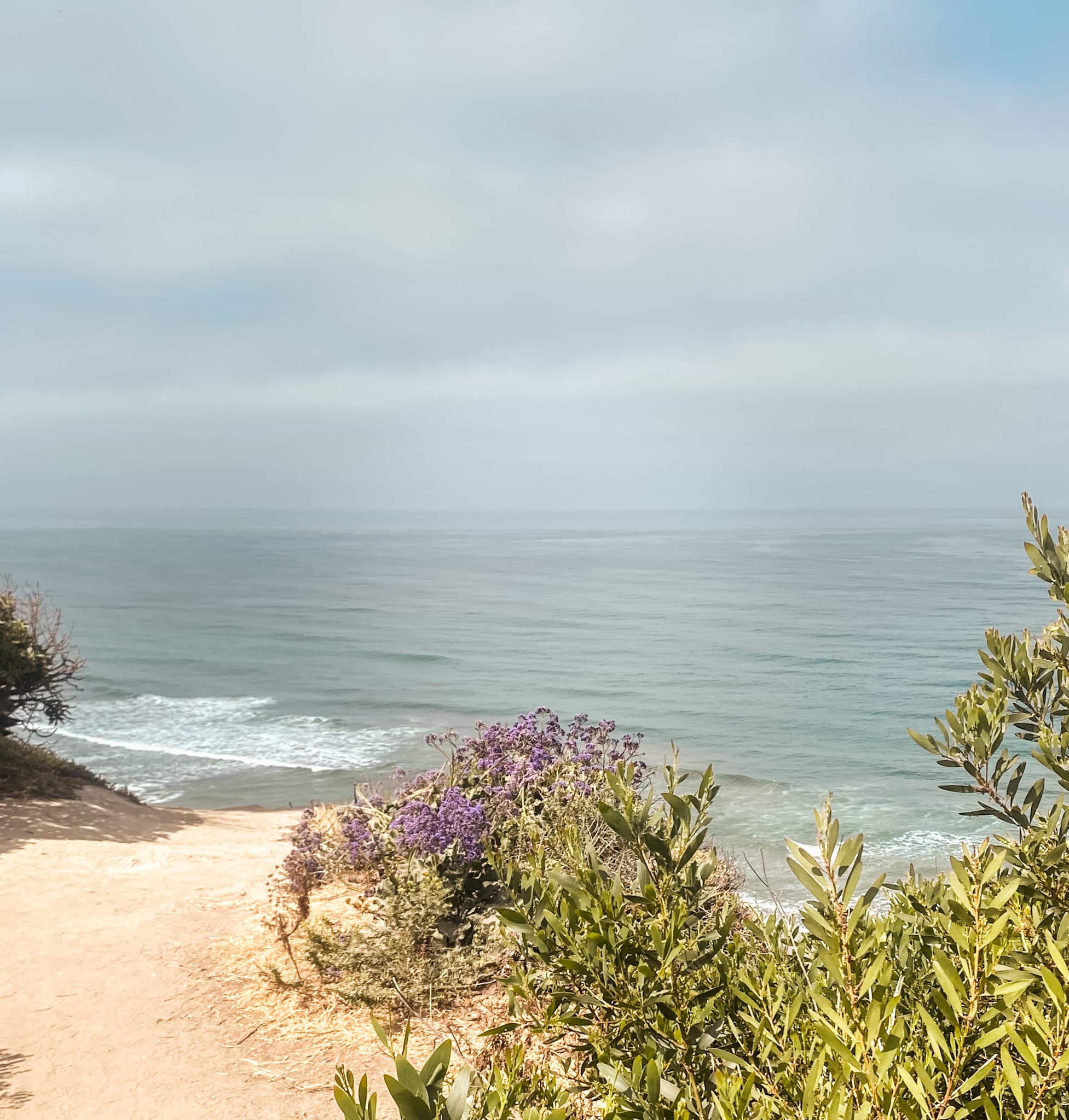 View of the ocean on a cloudy day with plants in the foreground