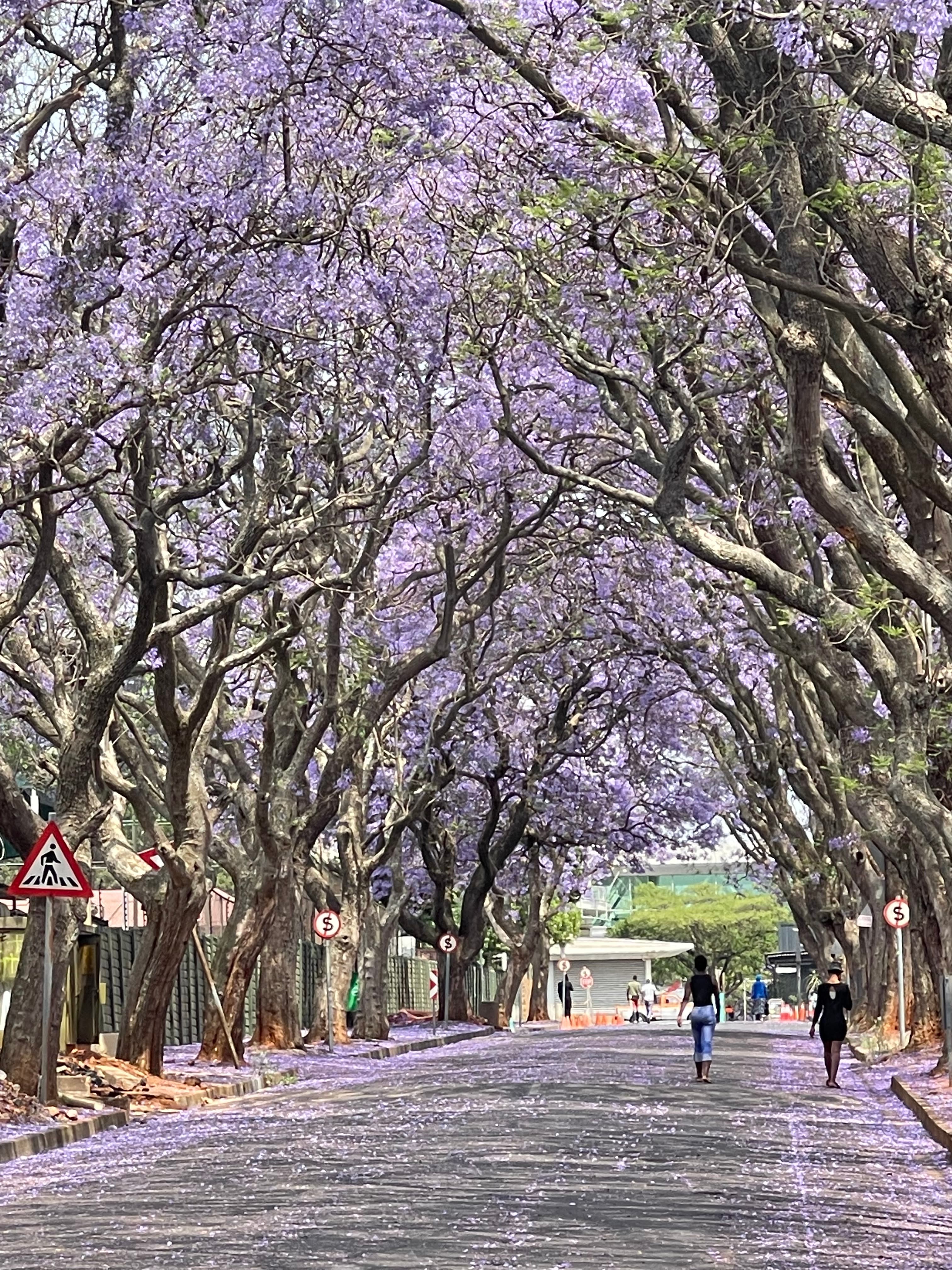 A tree-lined pathway with a canopy of purple flowers overhead.