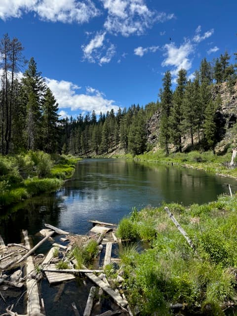 Beautiful view of a river surrounded by lush plants and pine trees on a sunny day