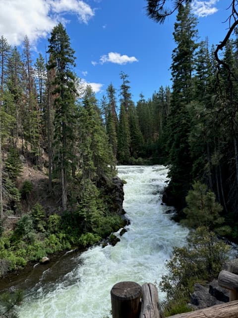 View of a small rushing river through a forest of pine trees on a sunny day