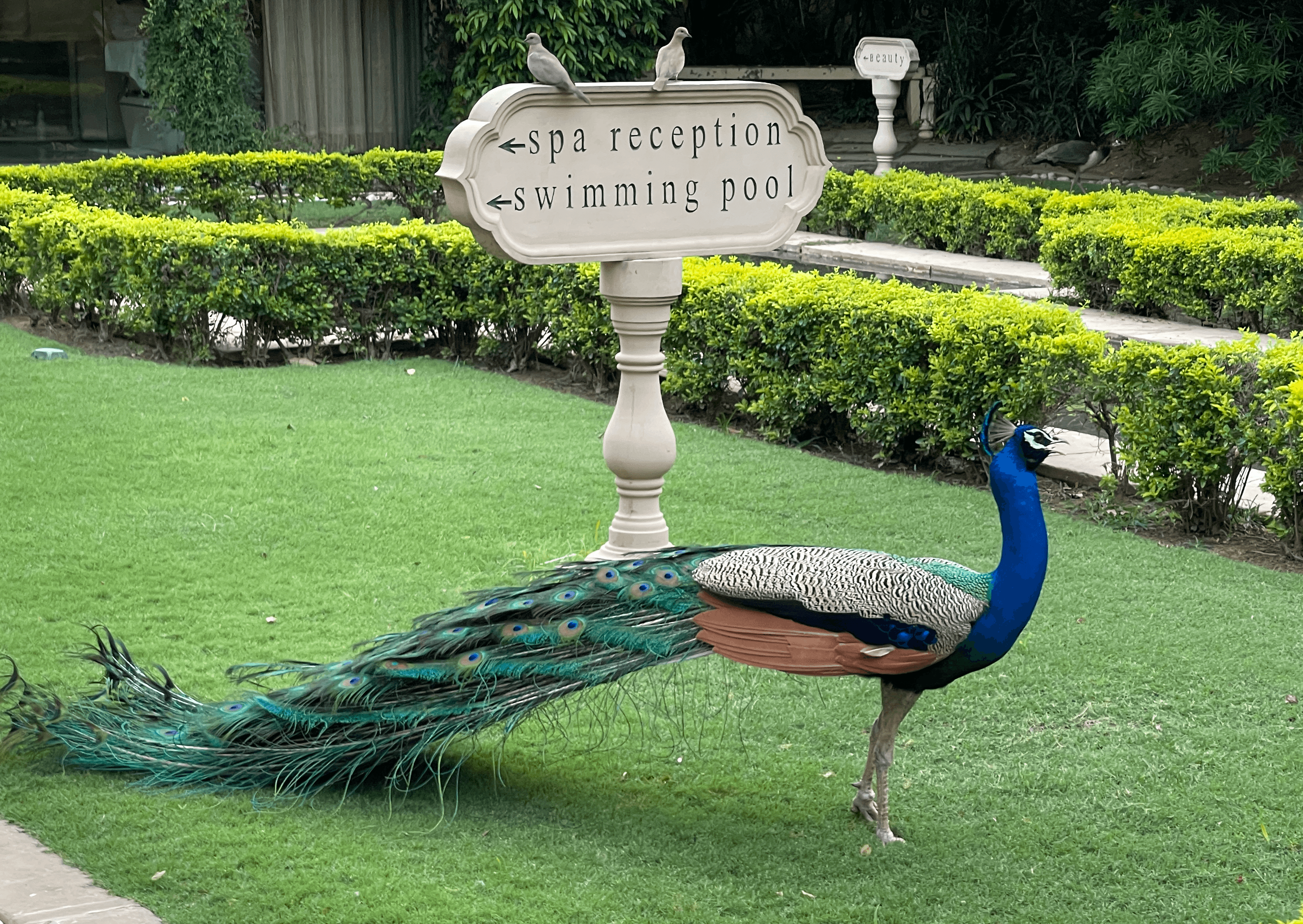 Image of a beautiful peacock walking free in a manicured garden