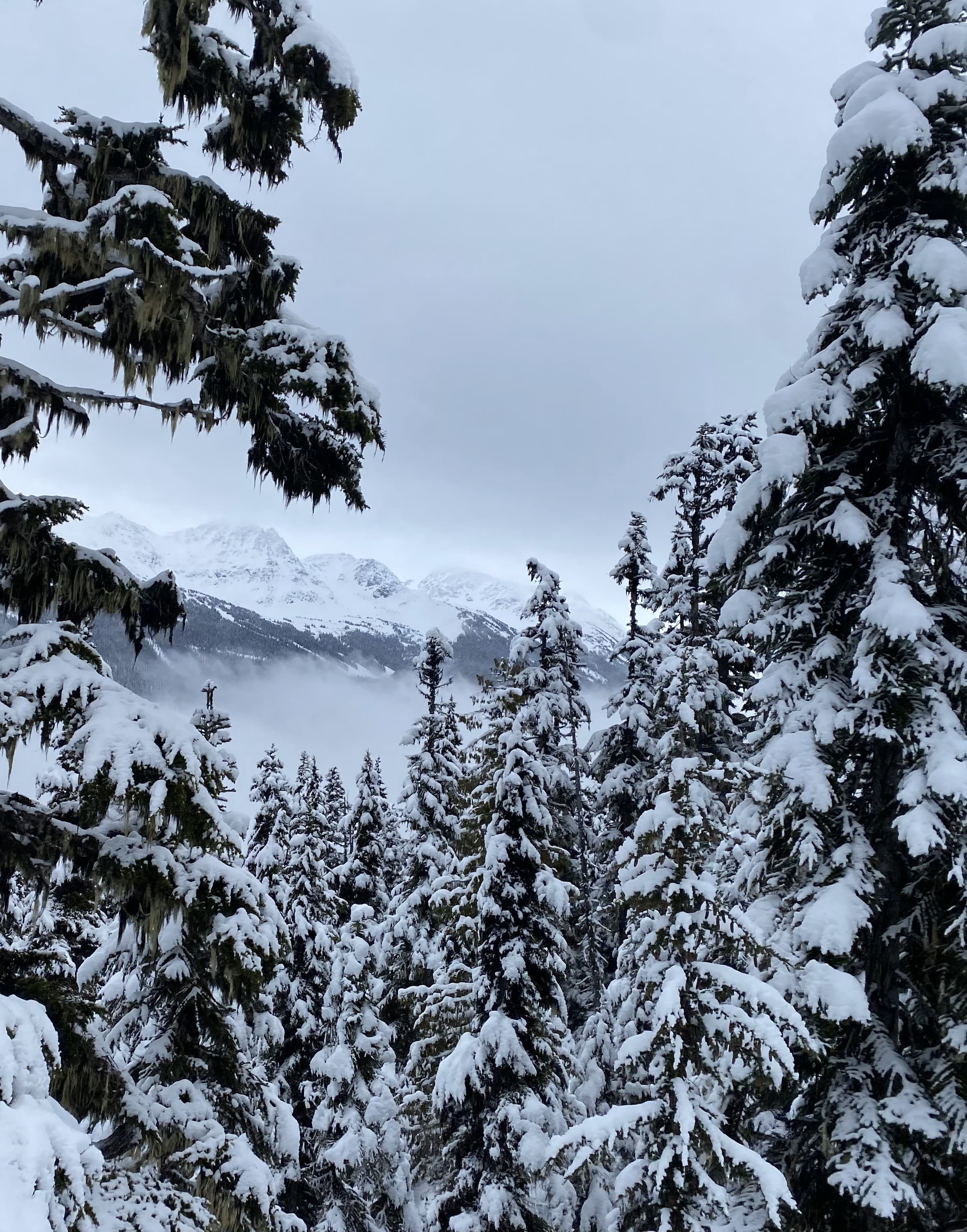 View of the tops of a forest of pine trees covered in snow under cloudy skies