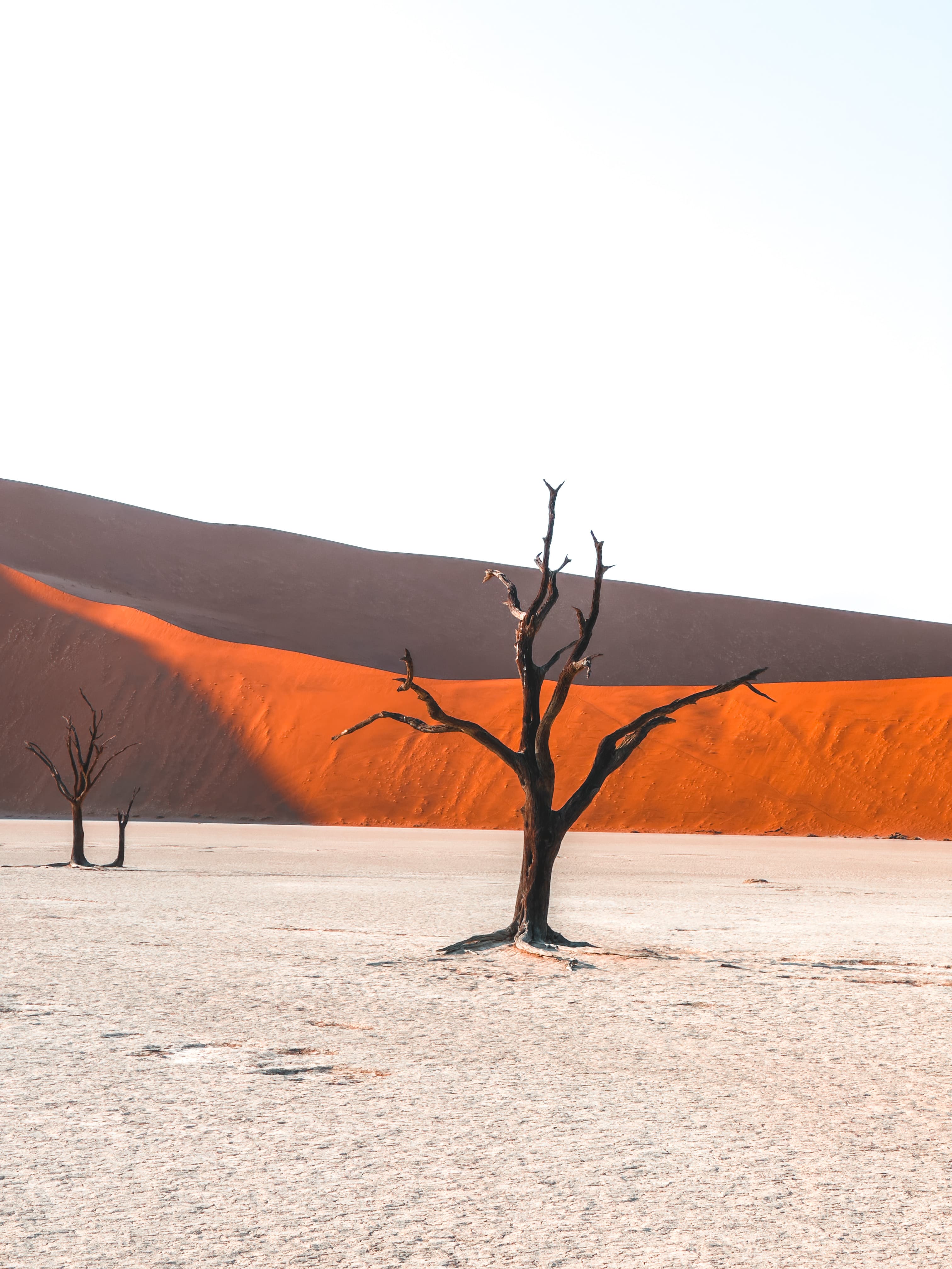 Tree in the desert.