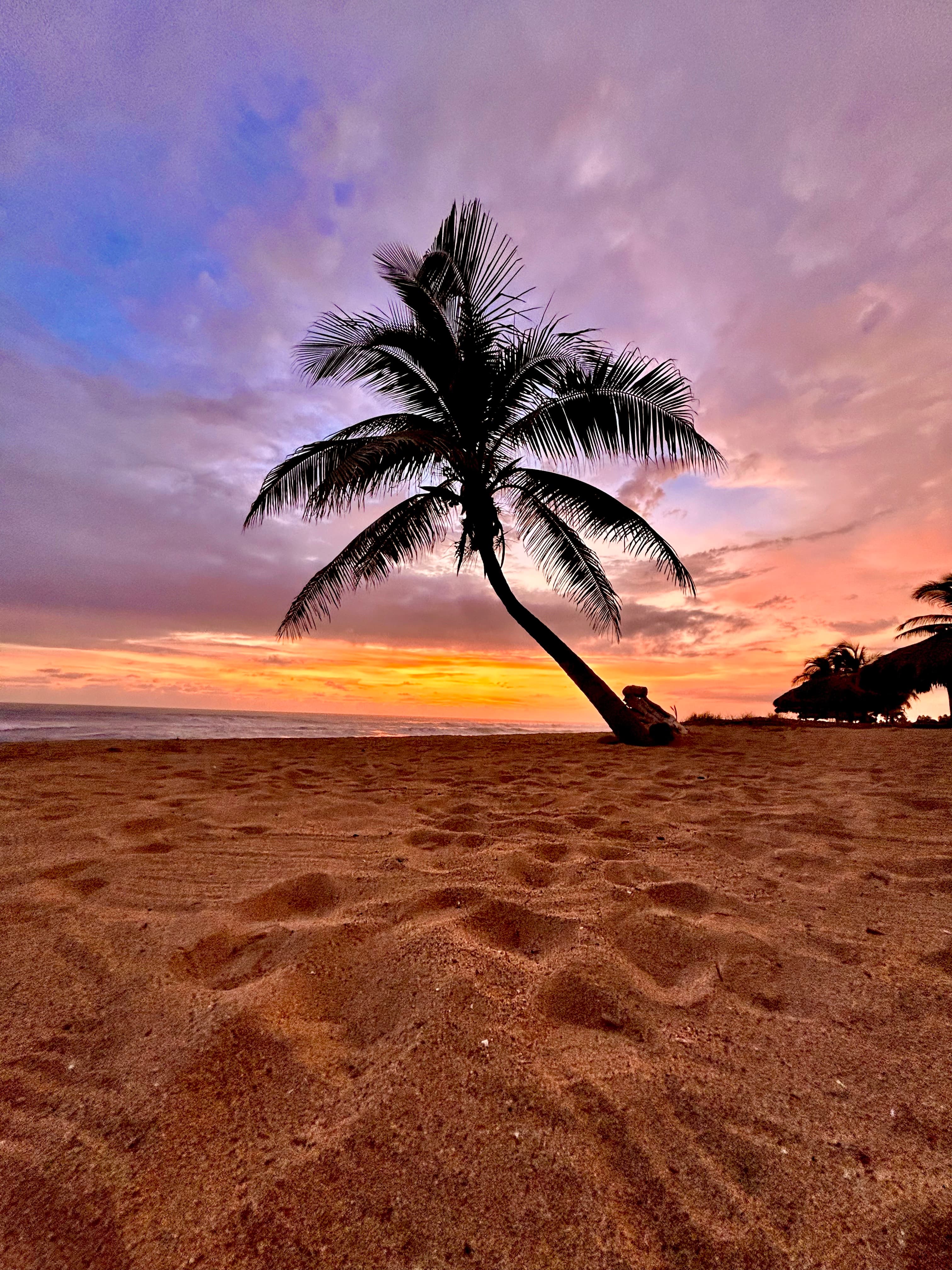 Photo of a palm tree on the beach during sunset.