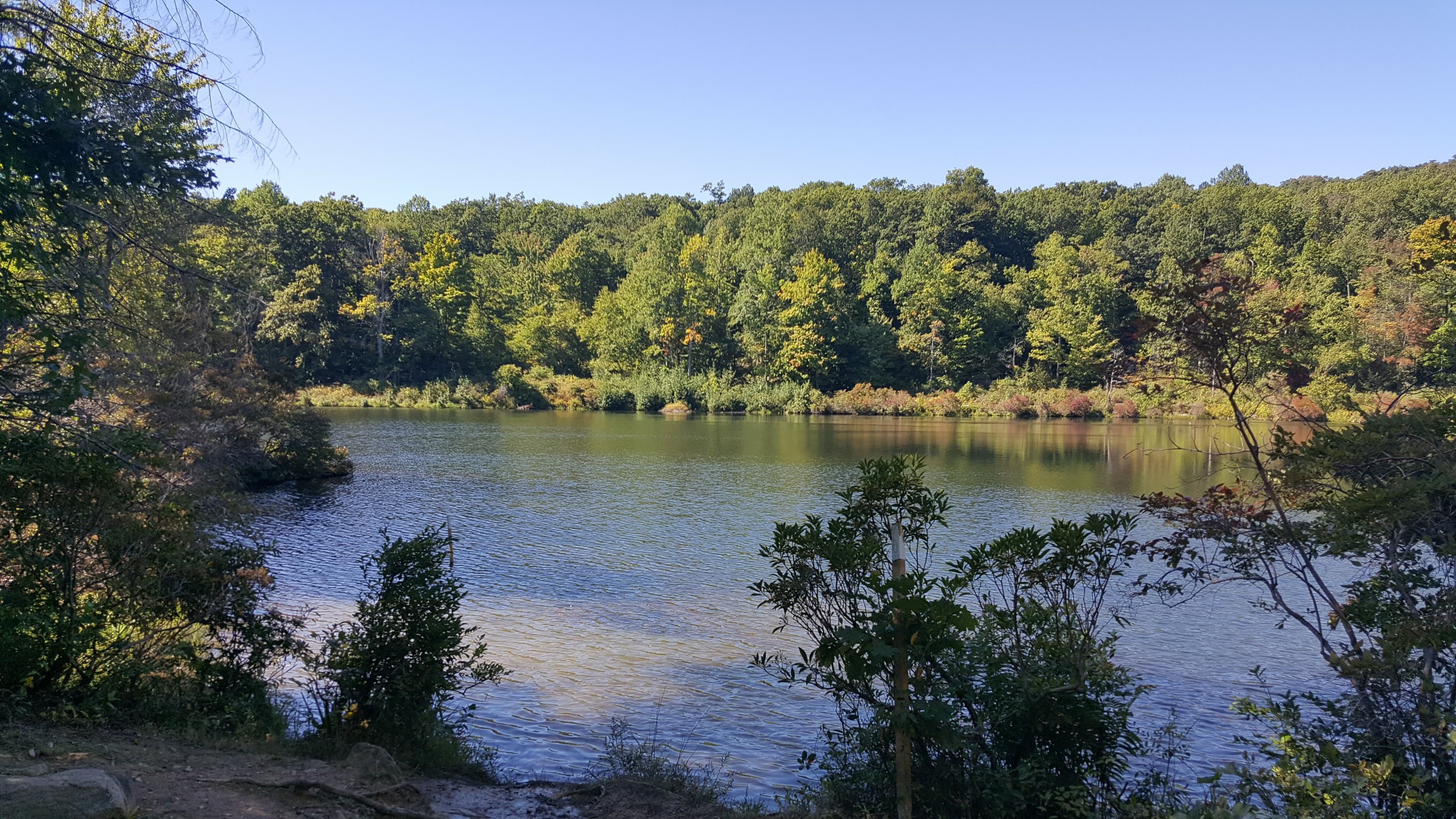 View of a lake surrounded by green trees on a sunny day