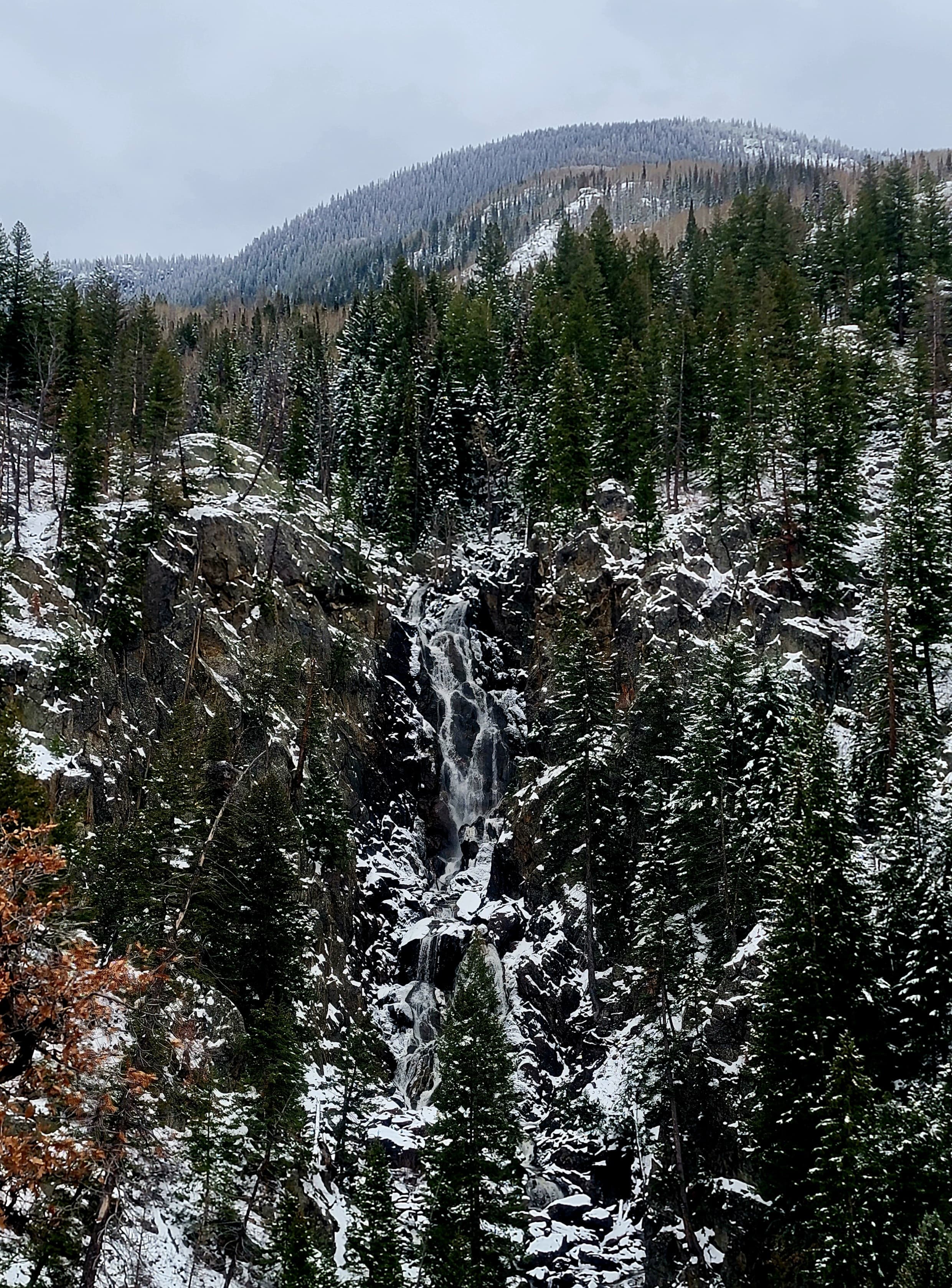 Snowcapped trees in the forest during the daytime.