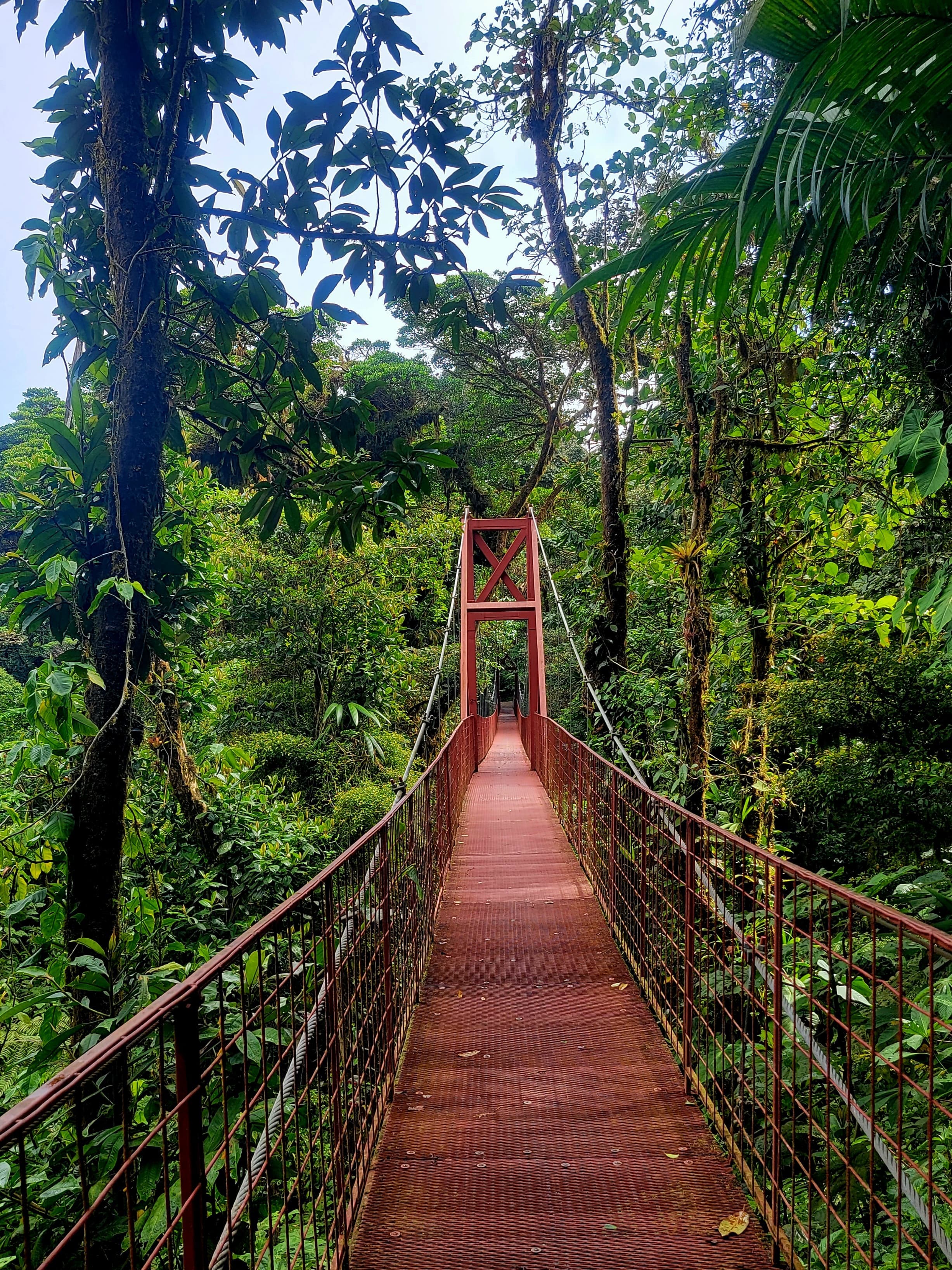 A brown bridge in the forest during the daytime.