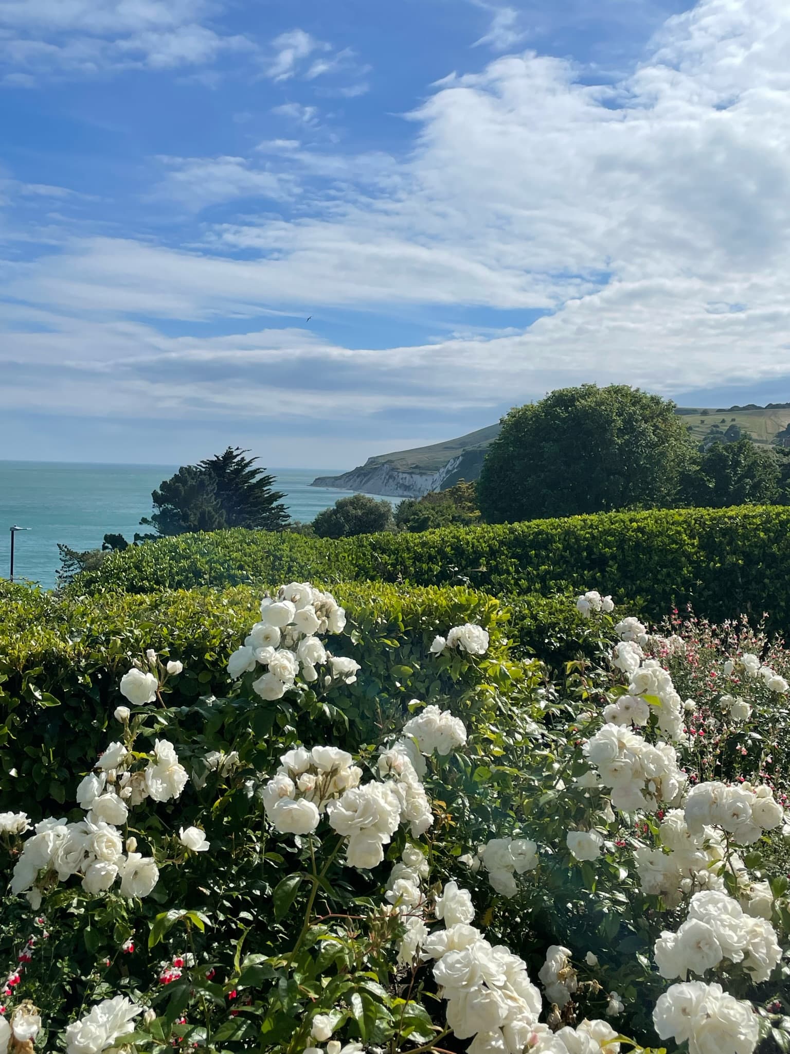 A view of a flower field during the daytime.
