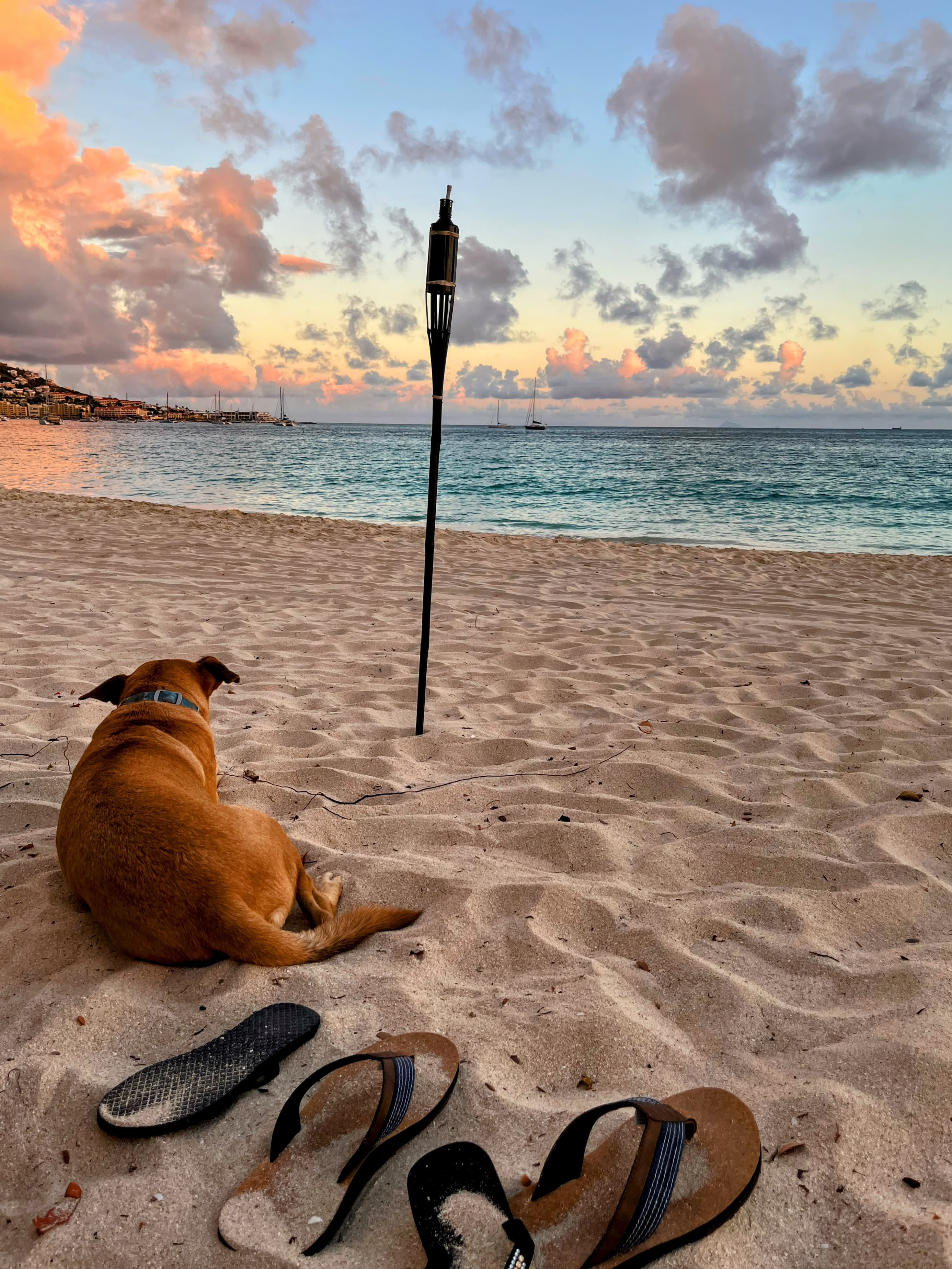 Dog on a beautiful white sand beach in St. Martin at sunset