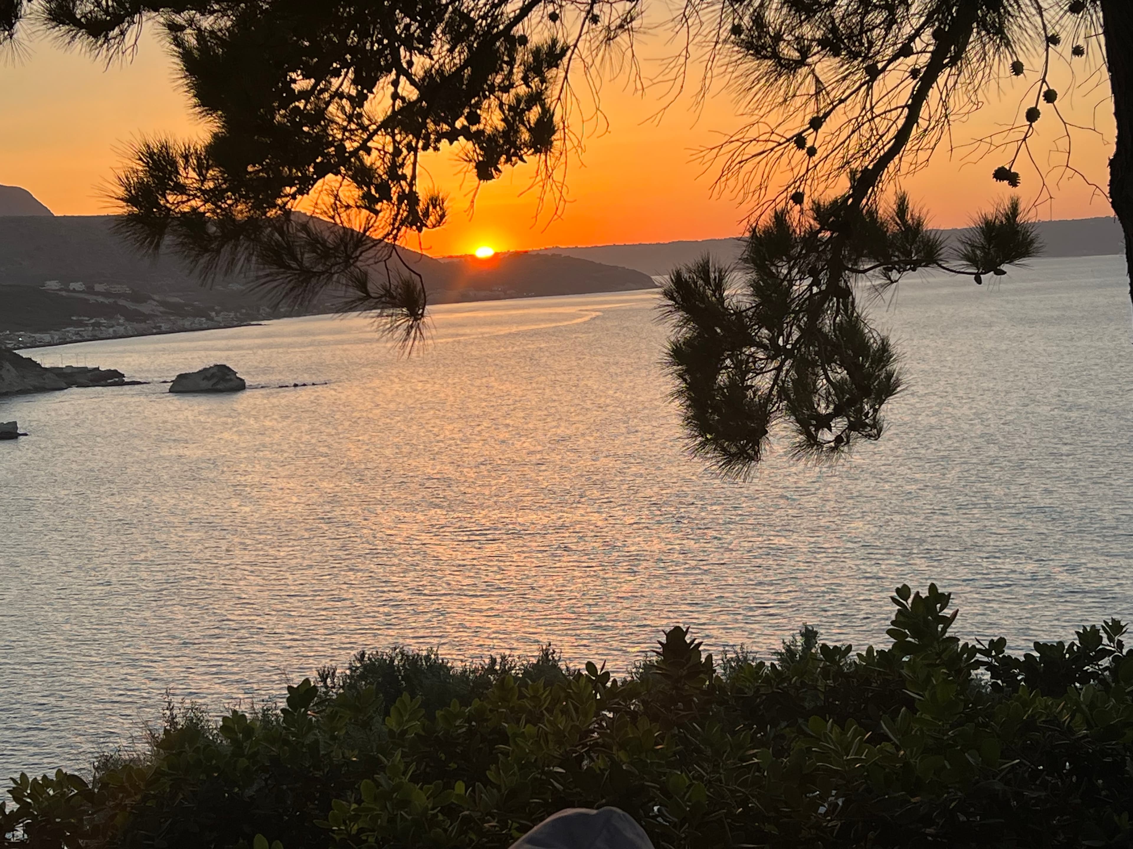 View of the sun setting over the ocean’s horizon with tree branches in silhouette in the foreground