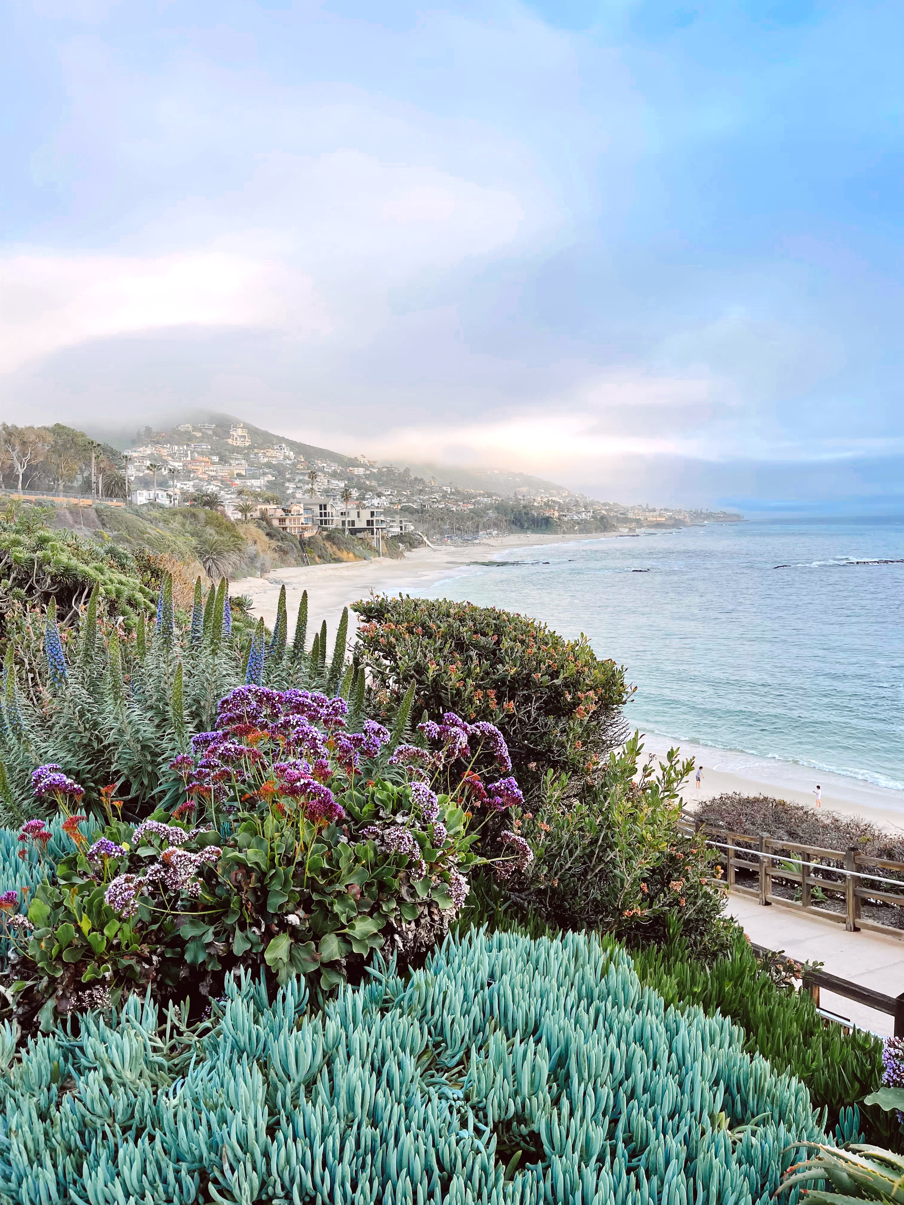 Tropical flowers by the beach.
