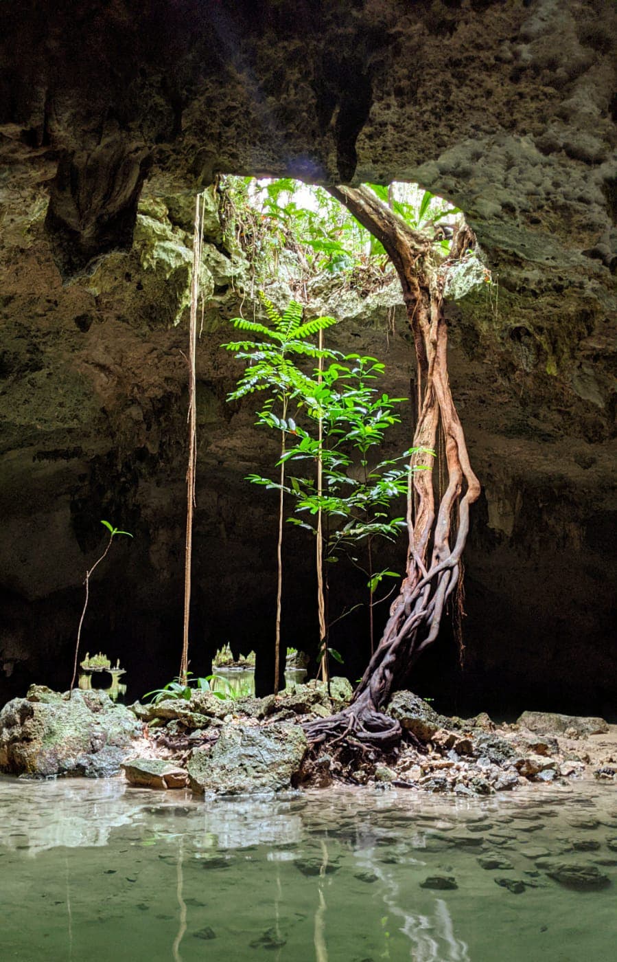 View of a tree growing through a hole in the ceiling of a rock formation in the jungle