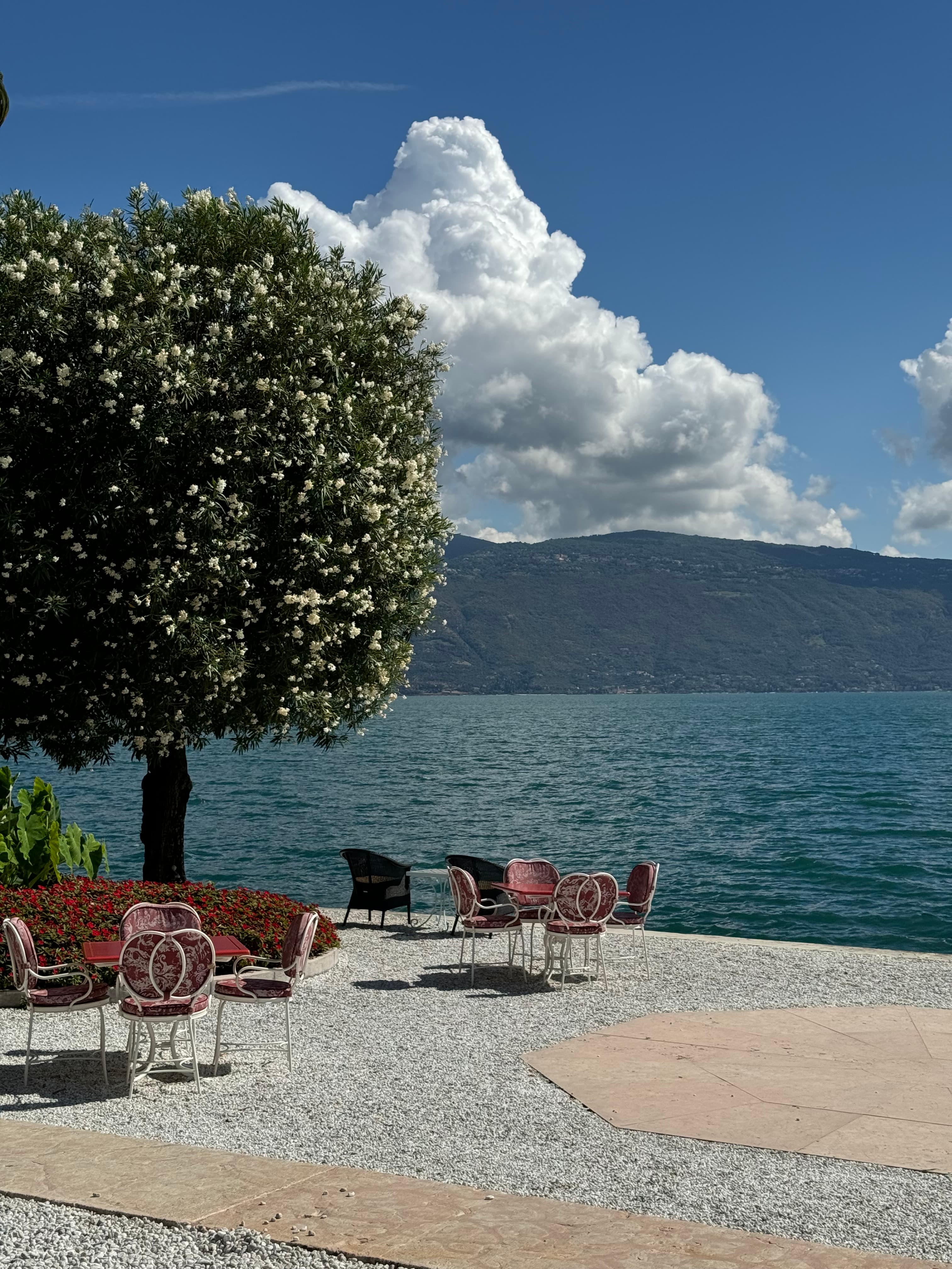 Sea views by a tree.