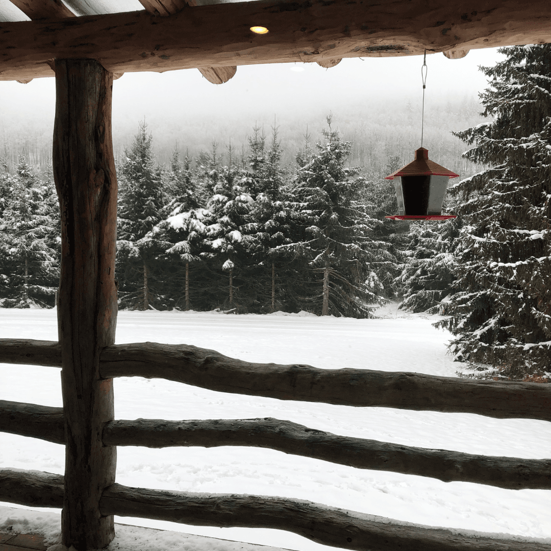 View of a snowy field and many tall pine trees as seen from a wooden porch