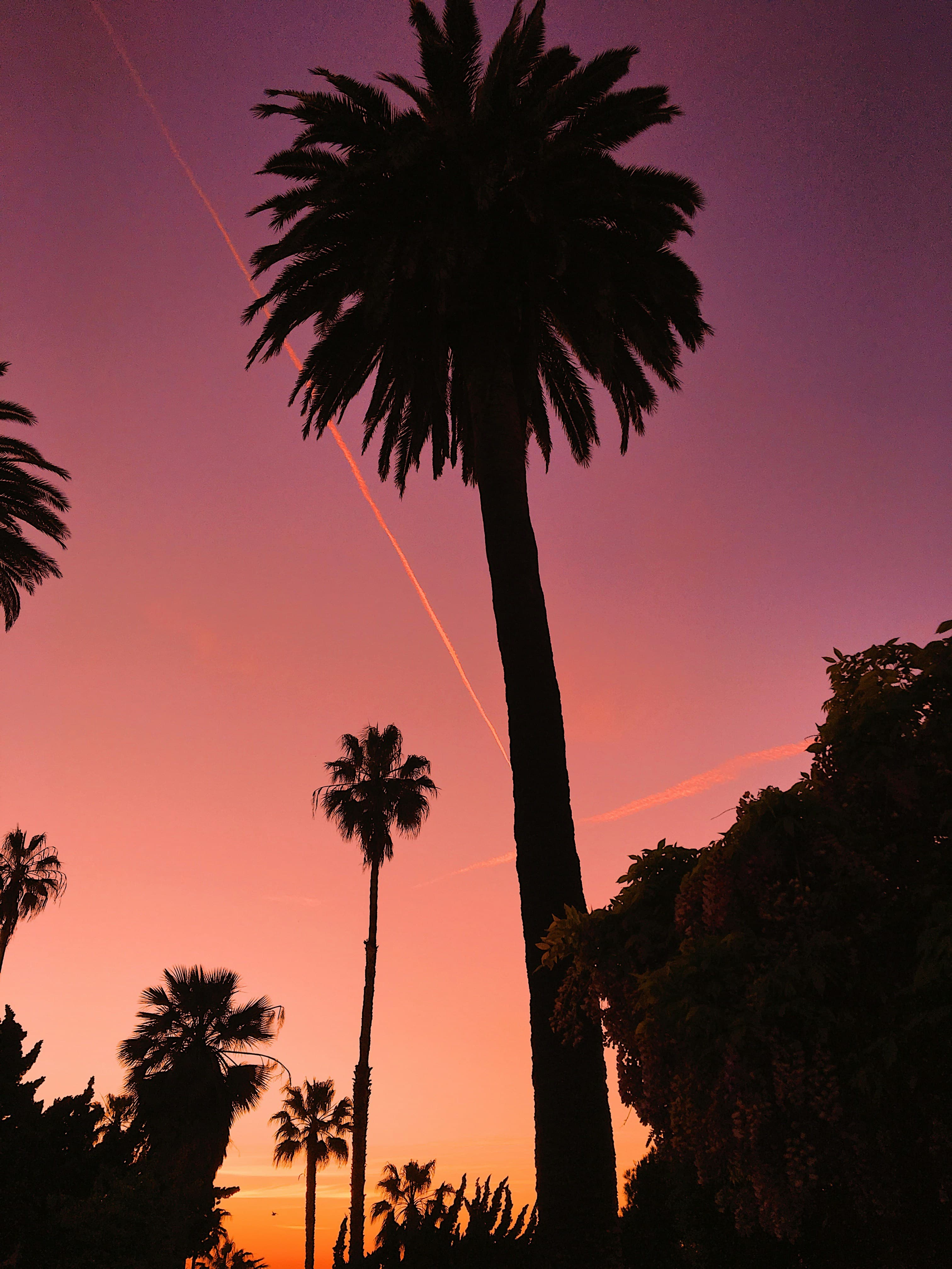 Silhouetted palm trees against a sky at sunset with shades of orange, yellow, pink and lavendar in San Diego.