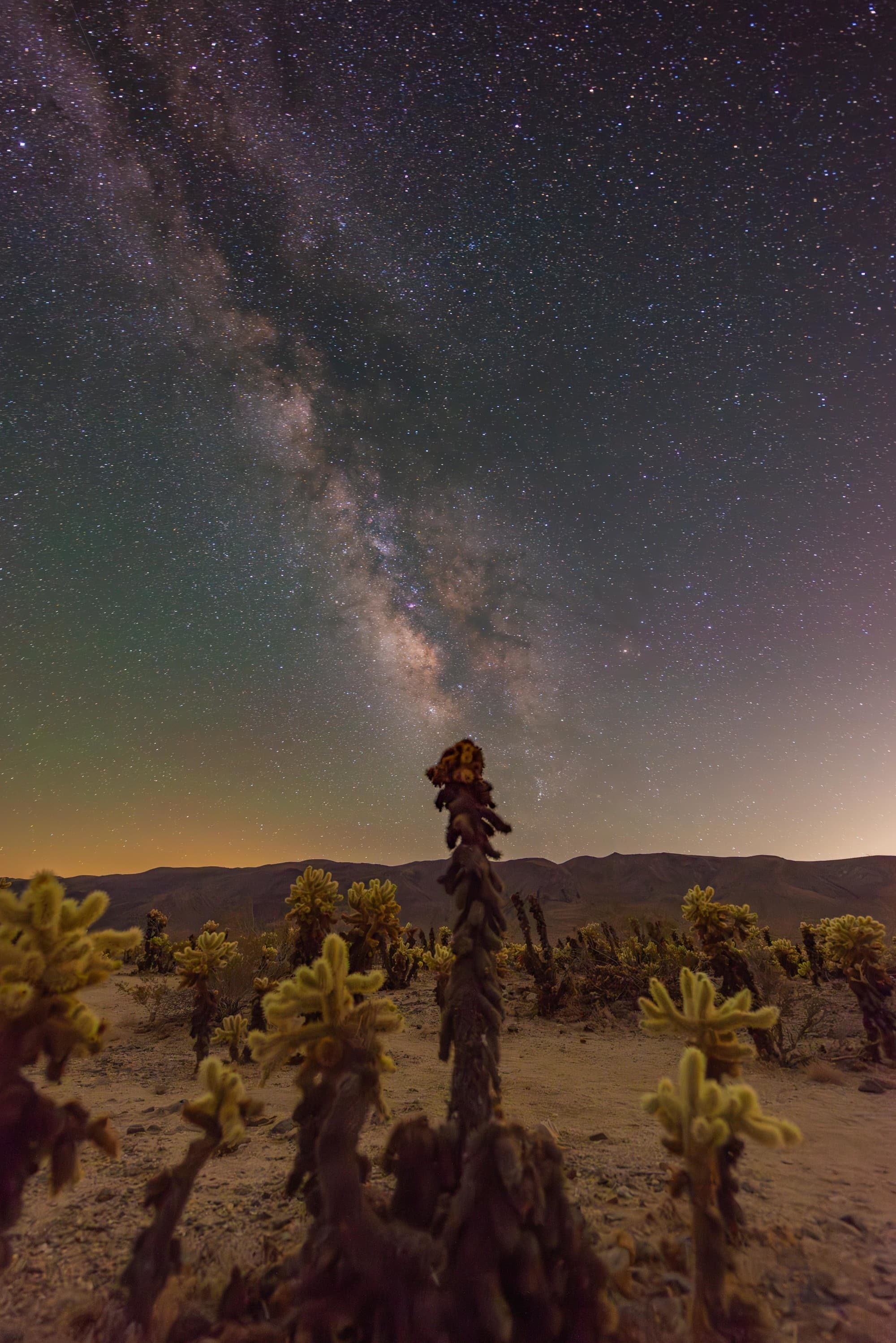 A picture of a park with different plants at sun dawn.
