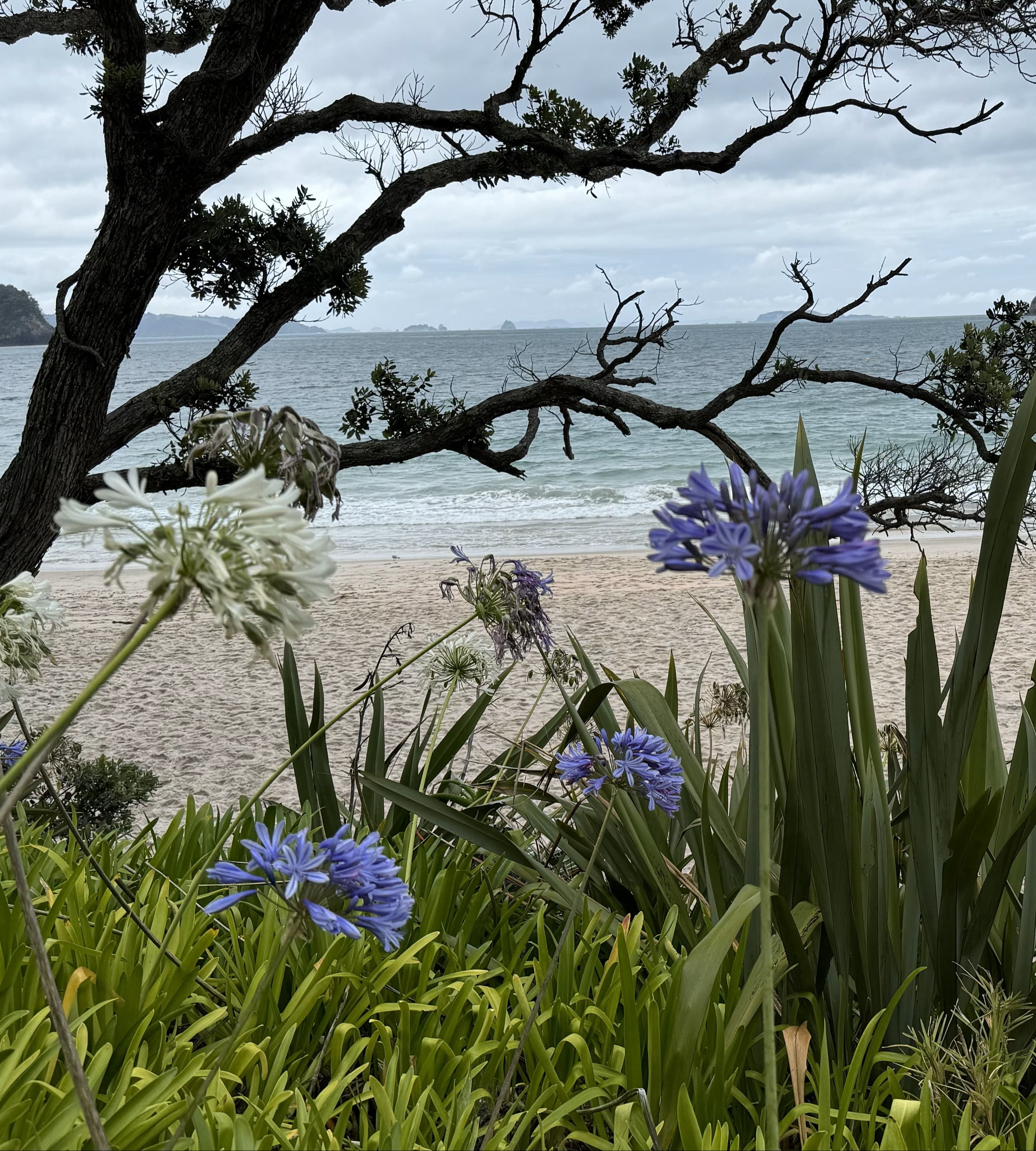 A view of a tree with branches on a beach with tall purple flowers and long grass.