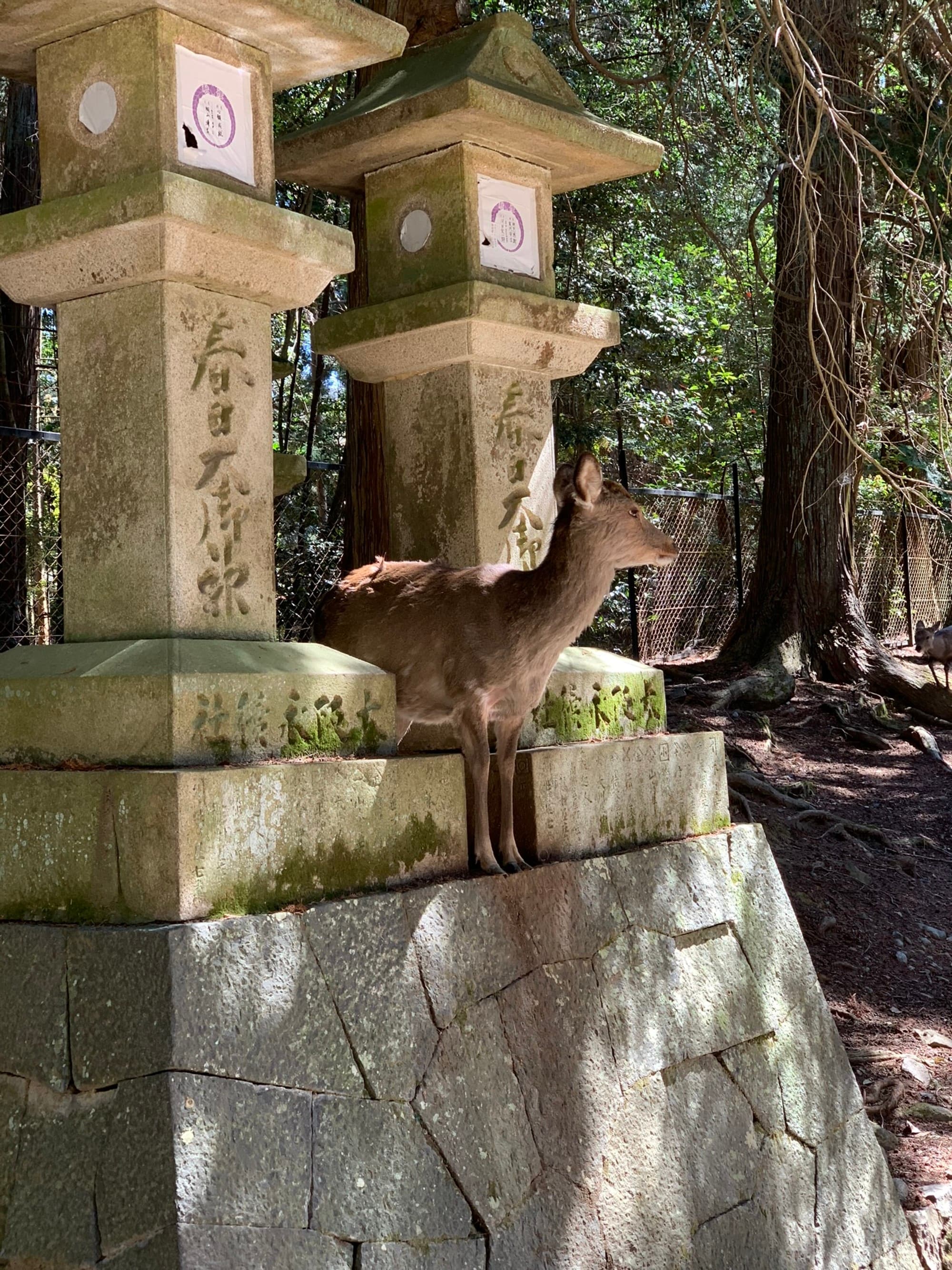 A deer standing between stone pillars in a forest