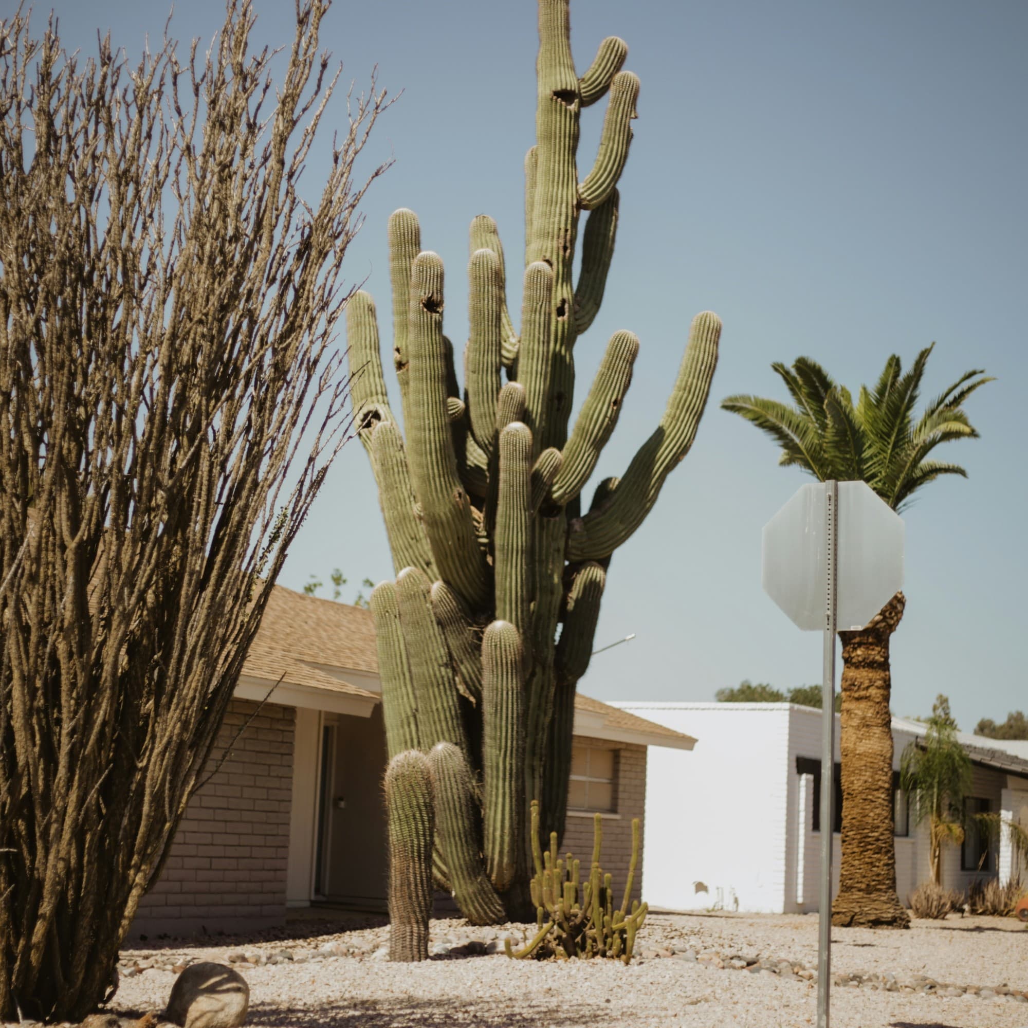 A big cactus tree near a building.