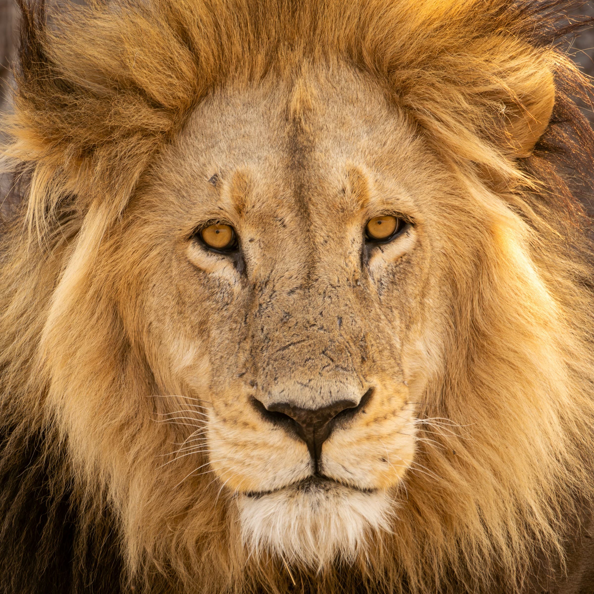 A lion of the Okavango Delta stares straight ahead with his golden eyes and flowing mane on a sunny day.