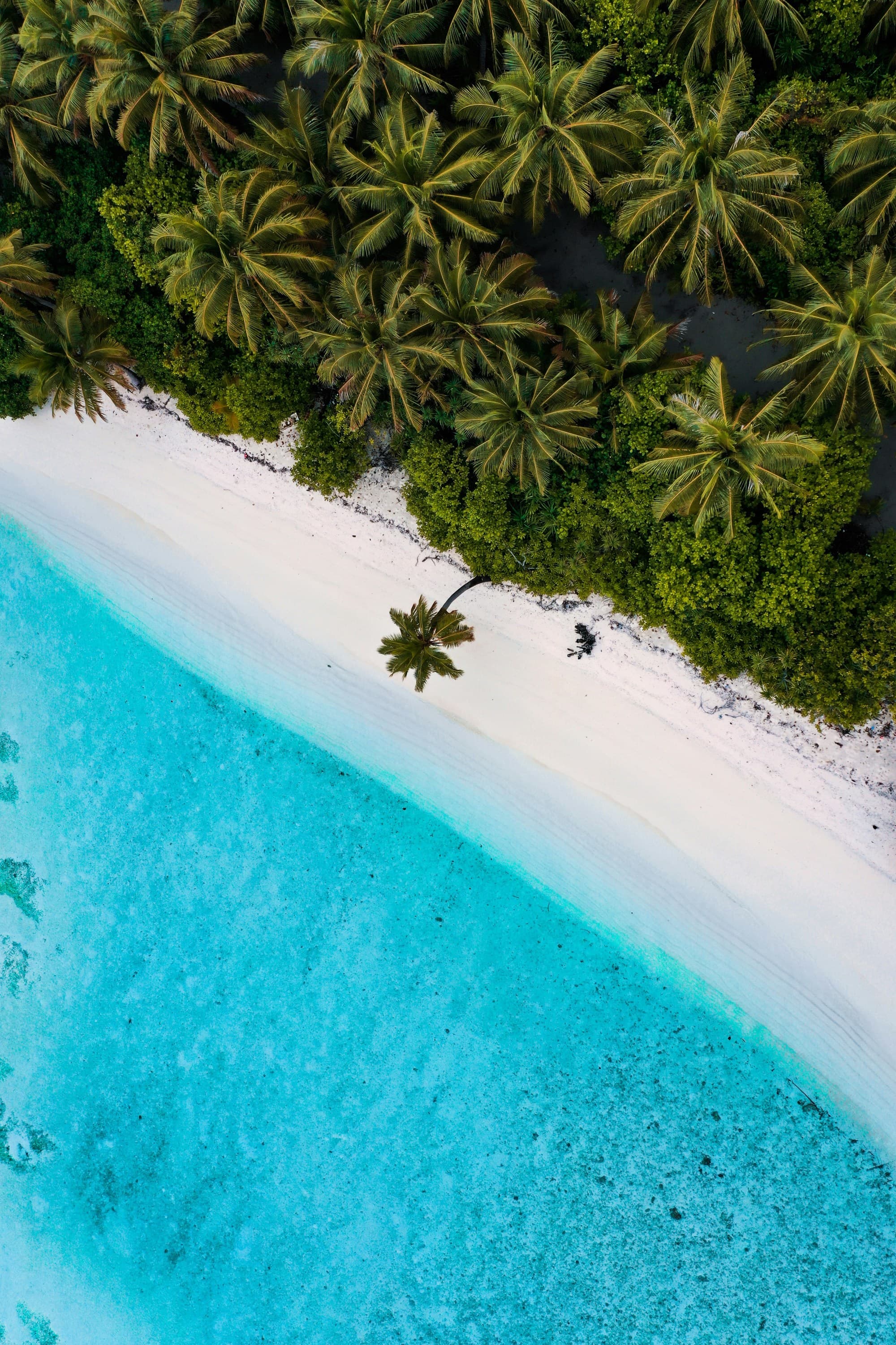 An aerial view of a tropical beach with clear blue waters, white sands, and dense green palm trees.