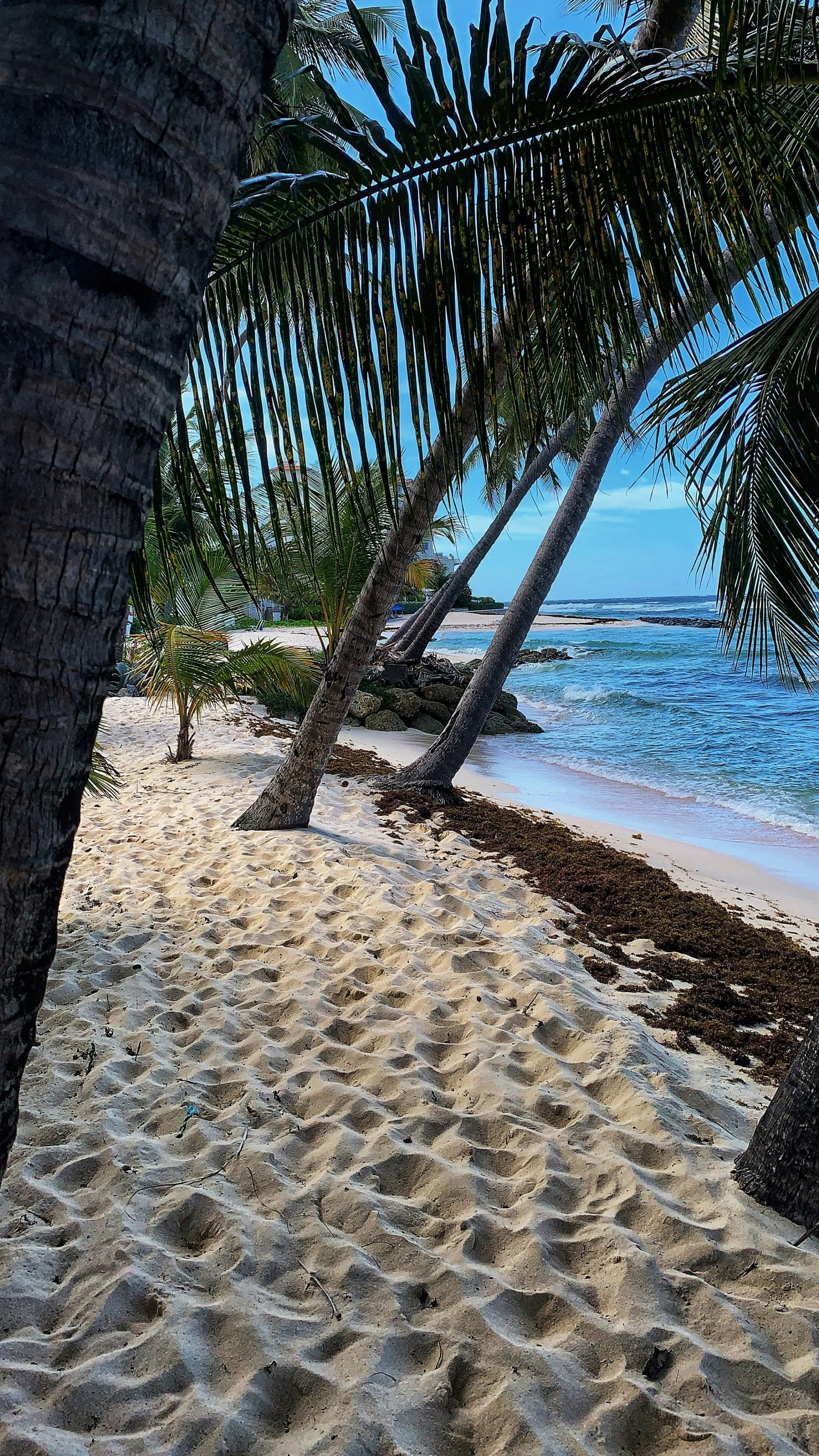 palm trees near the beach during the daytime.