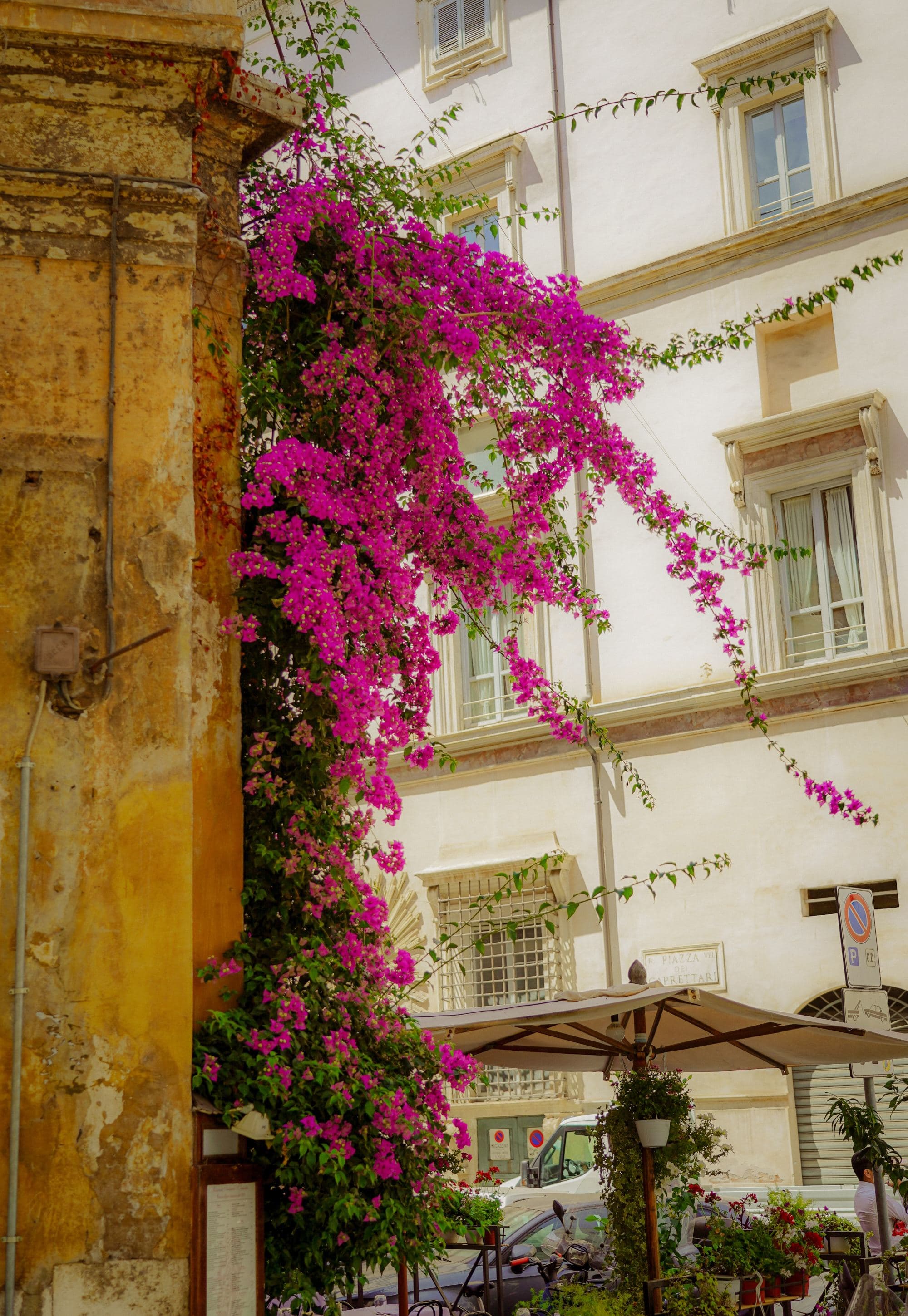 Purple flowers growing on the side of the building.
