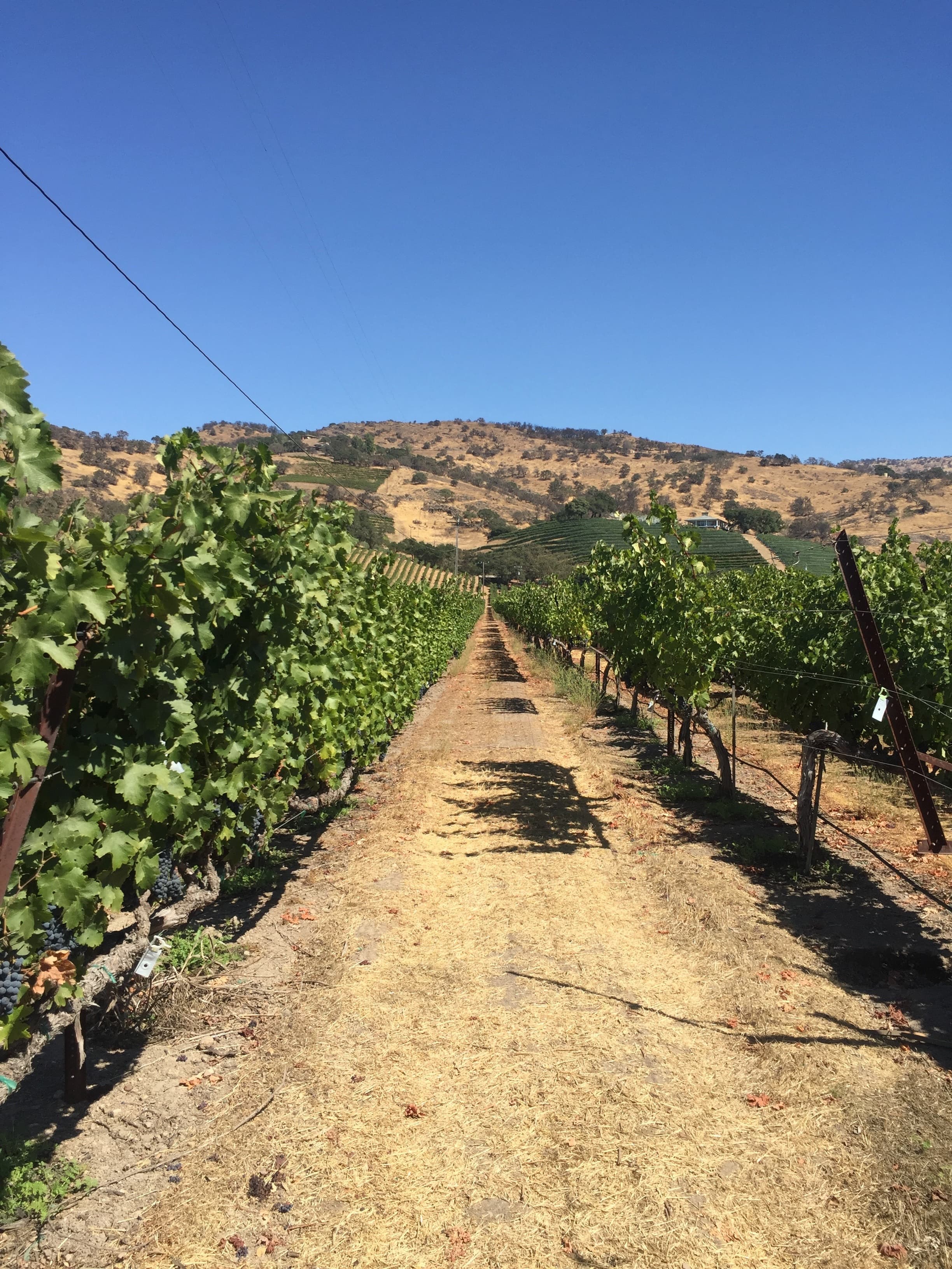 A row in a vineyard.