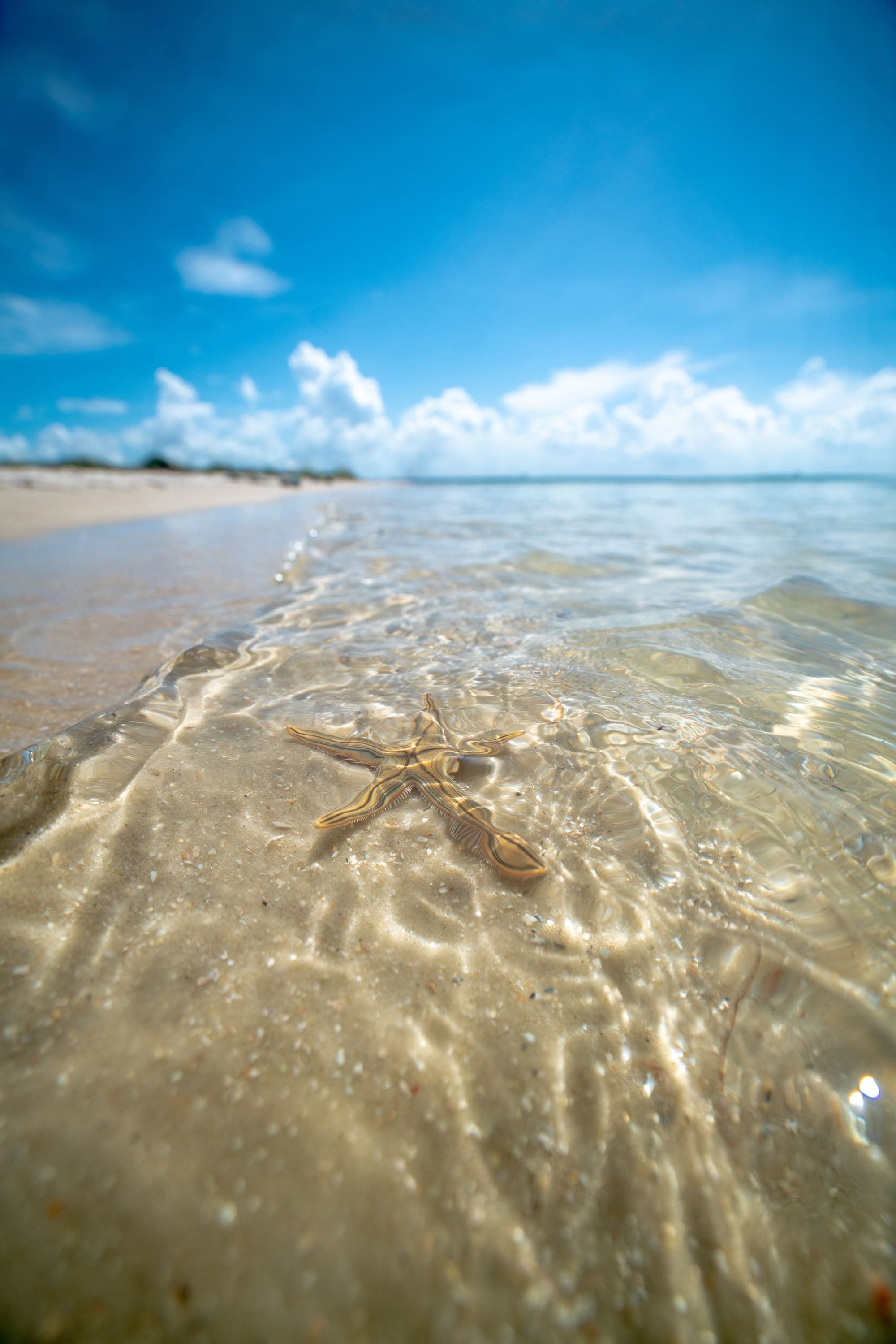 starfish in the shallow water of a beach