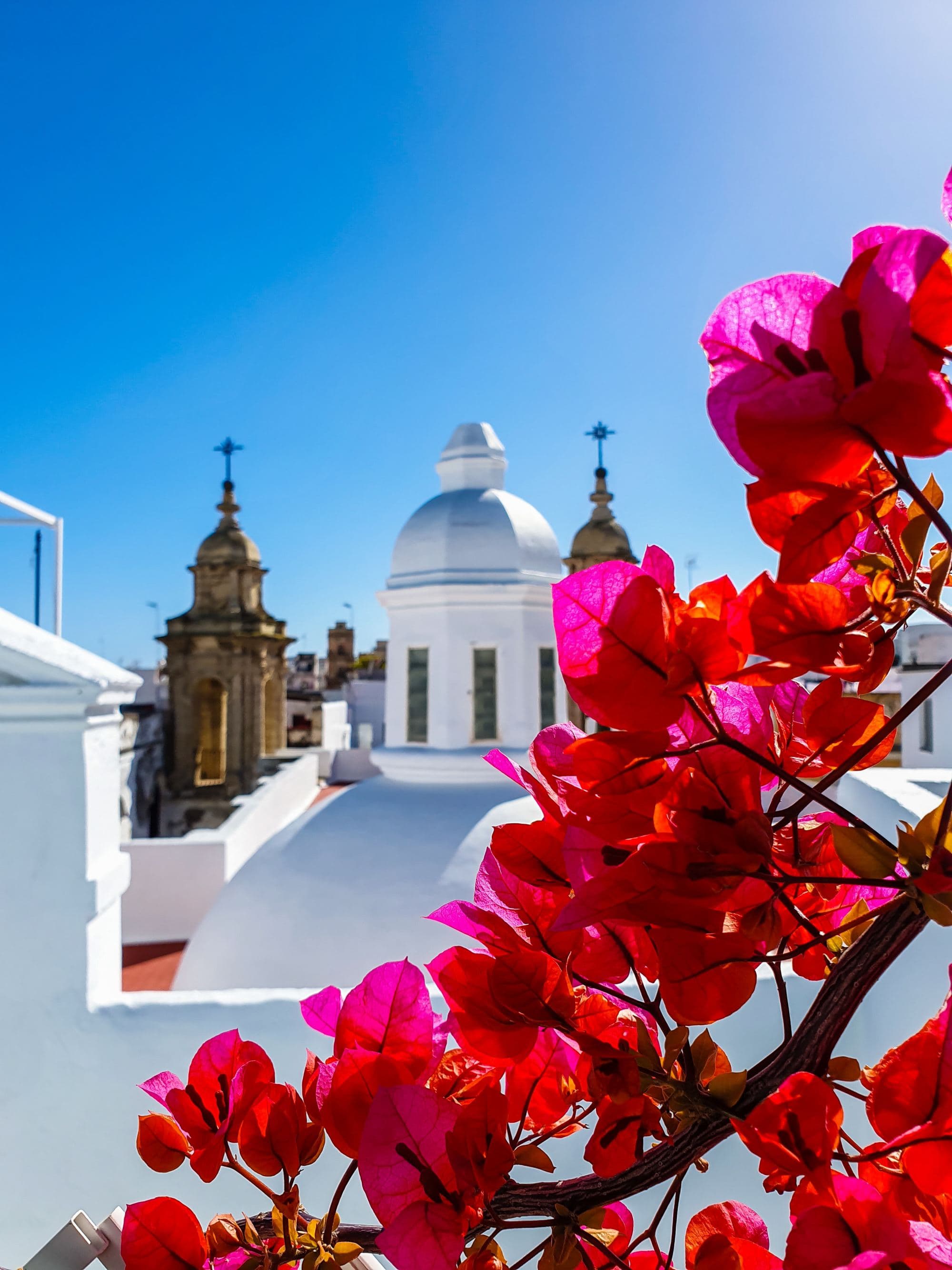 pink flowers and white buildings of small town