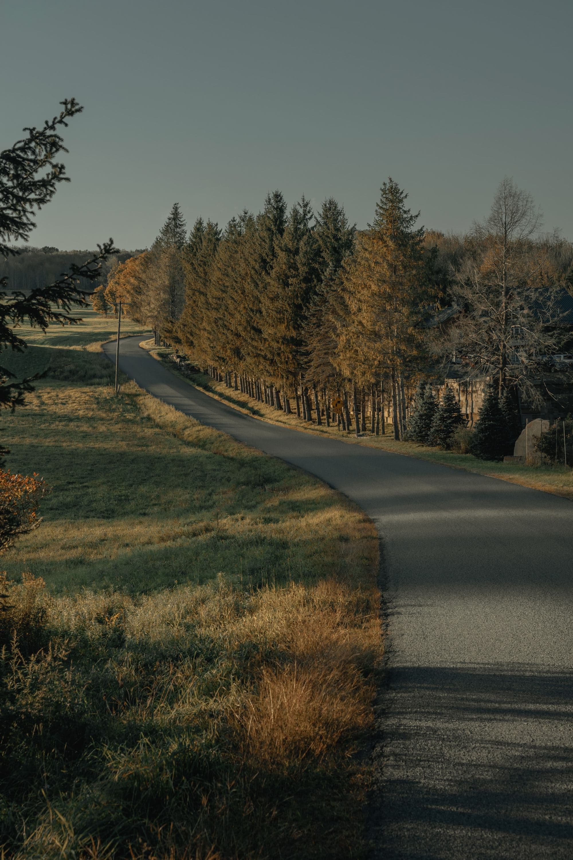 a winding road through forest trees with sunlight and shadows