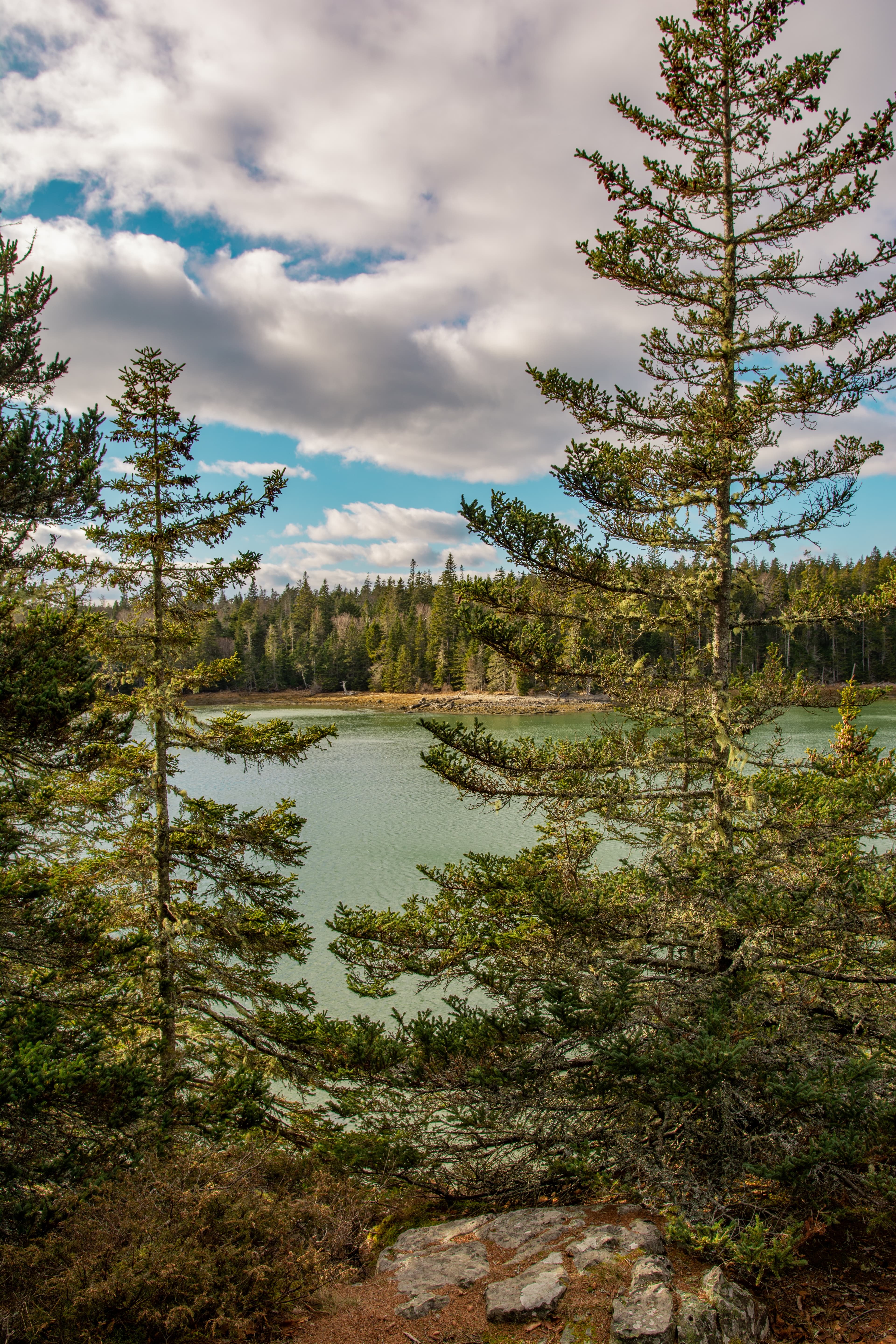 Trees next to body of water with cloudy skies during daytime