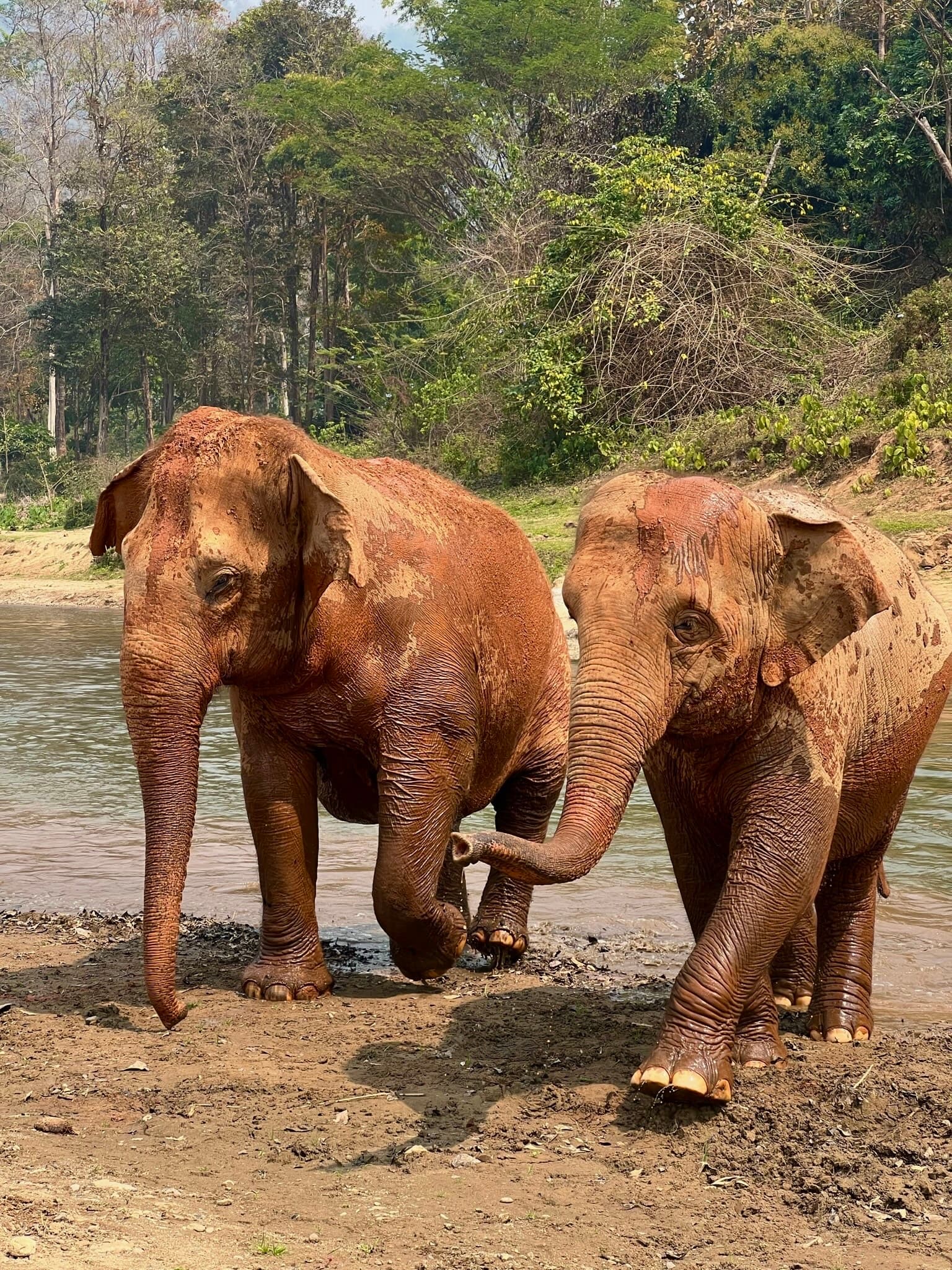 Two elephants outside in a muddy area during daytime
