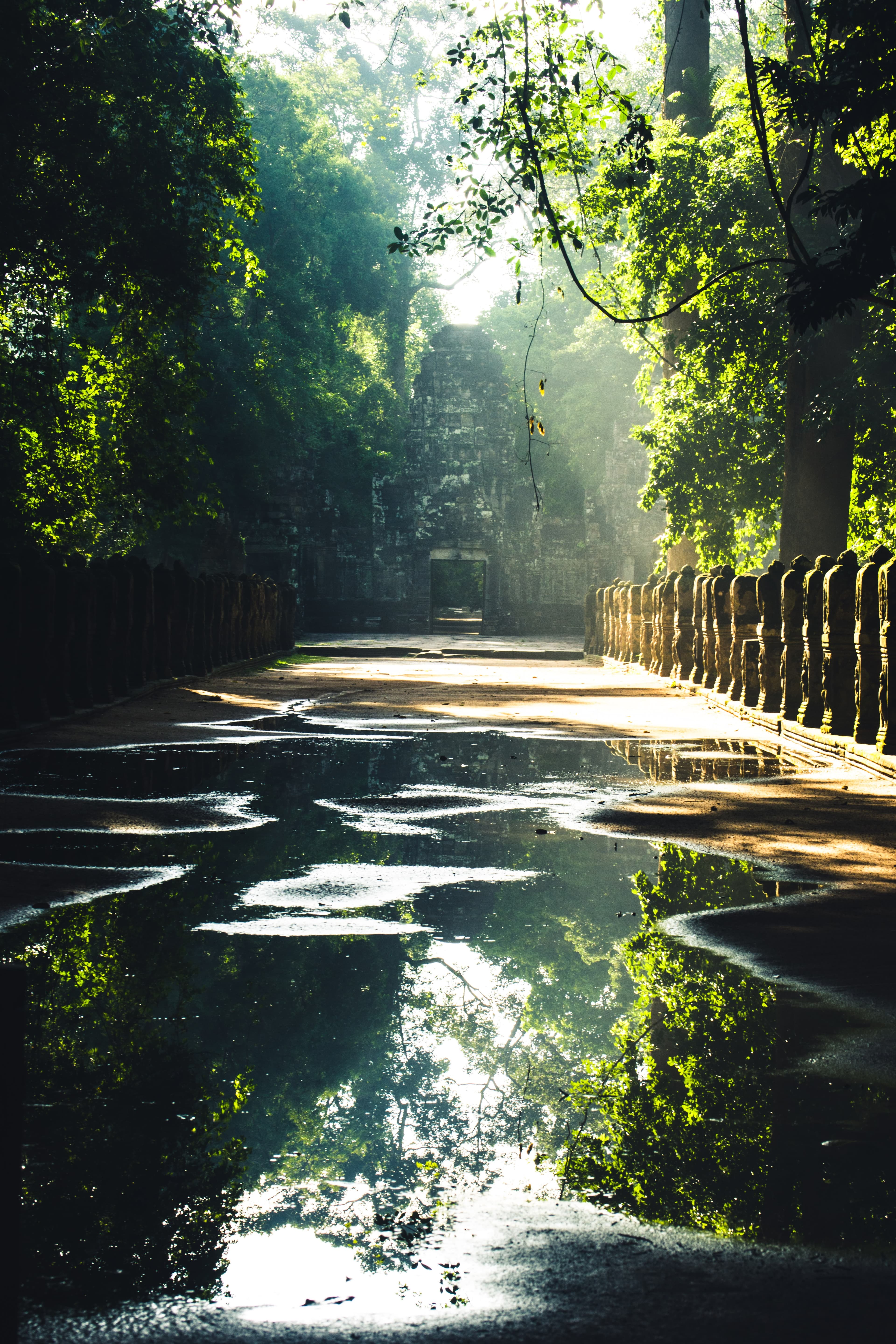 A puddle in a lush green forest.