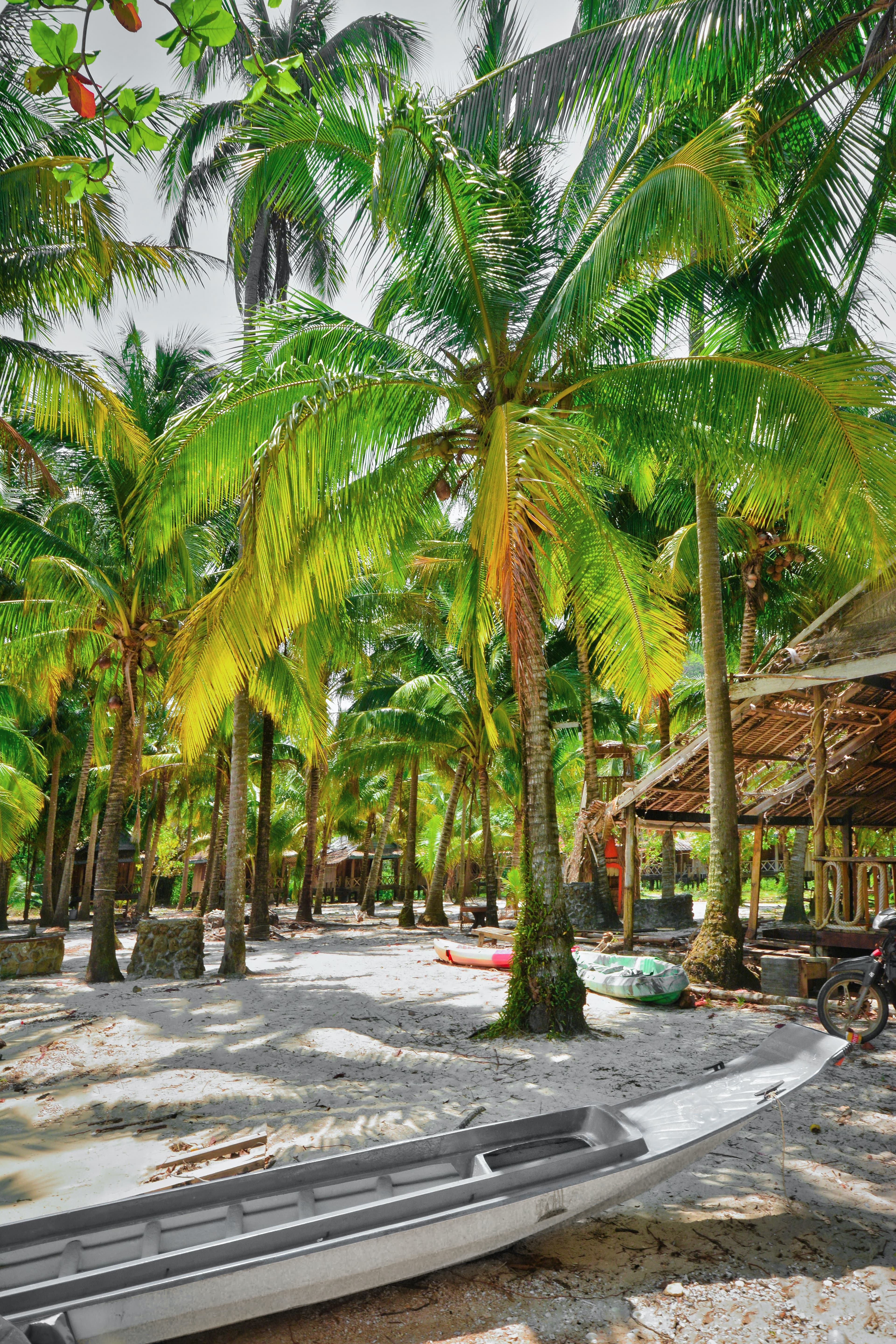 Boats and Palm tress at Garden Island.
