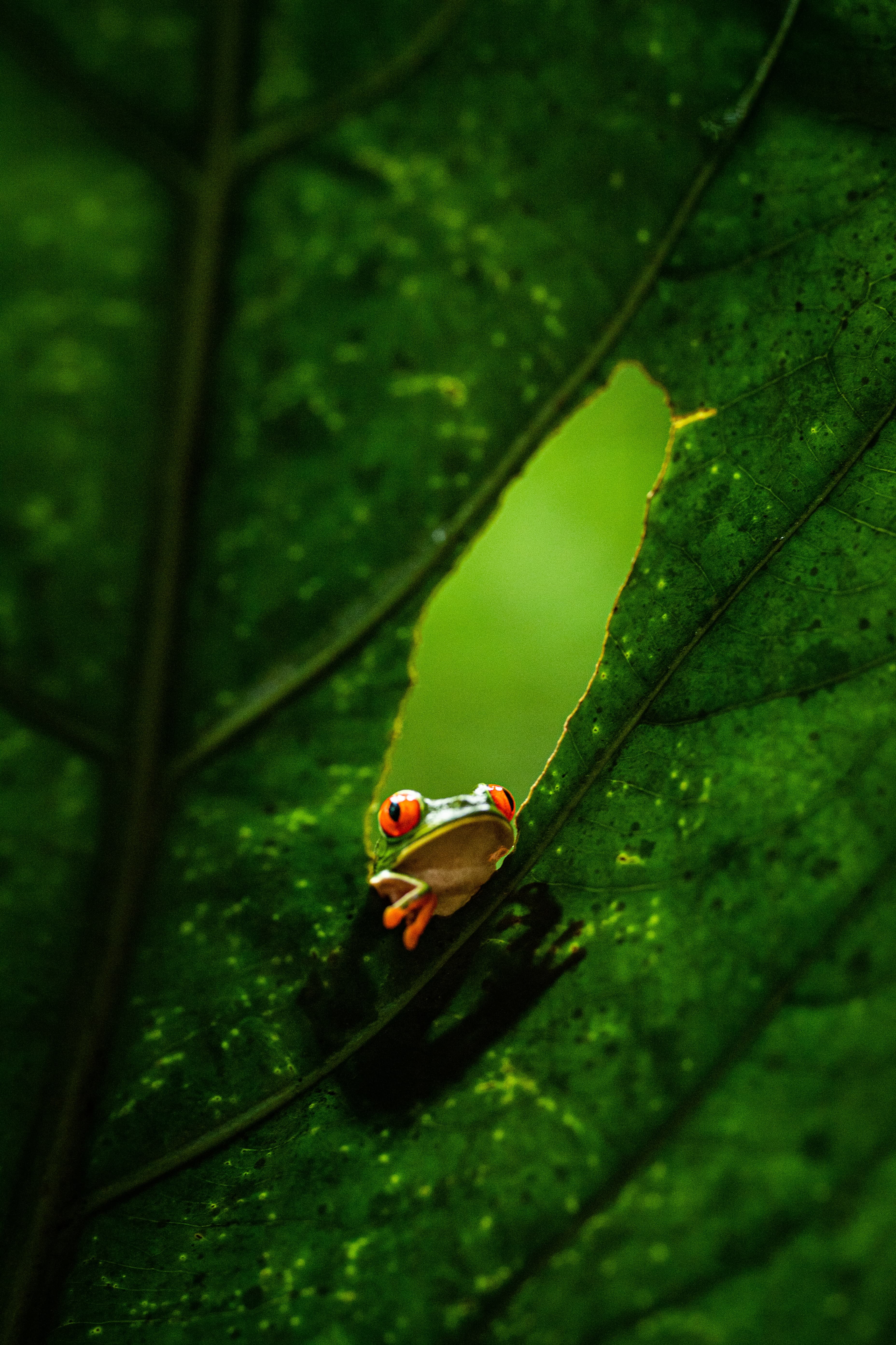 up-close photo of a red and green reptile in a leaf