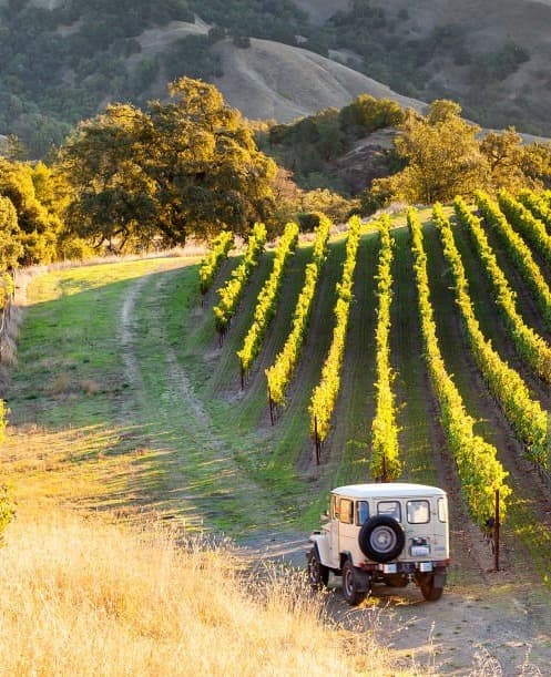A truck driving down a grassy road next to a vineyard with trees in the distance.