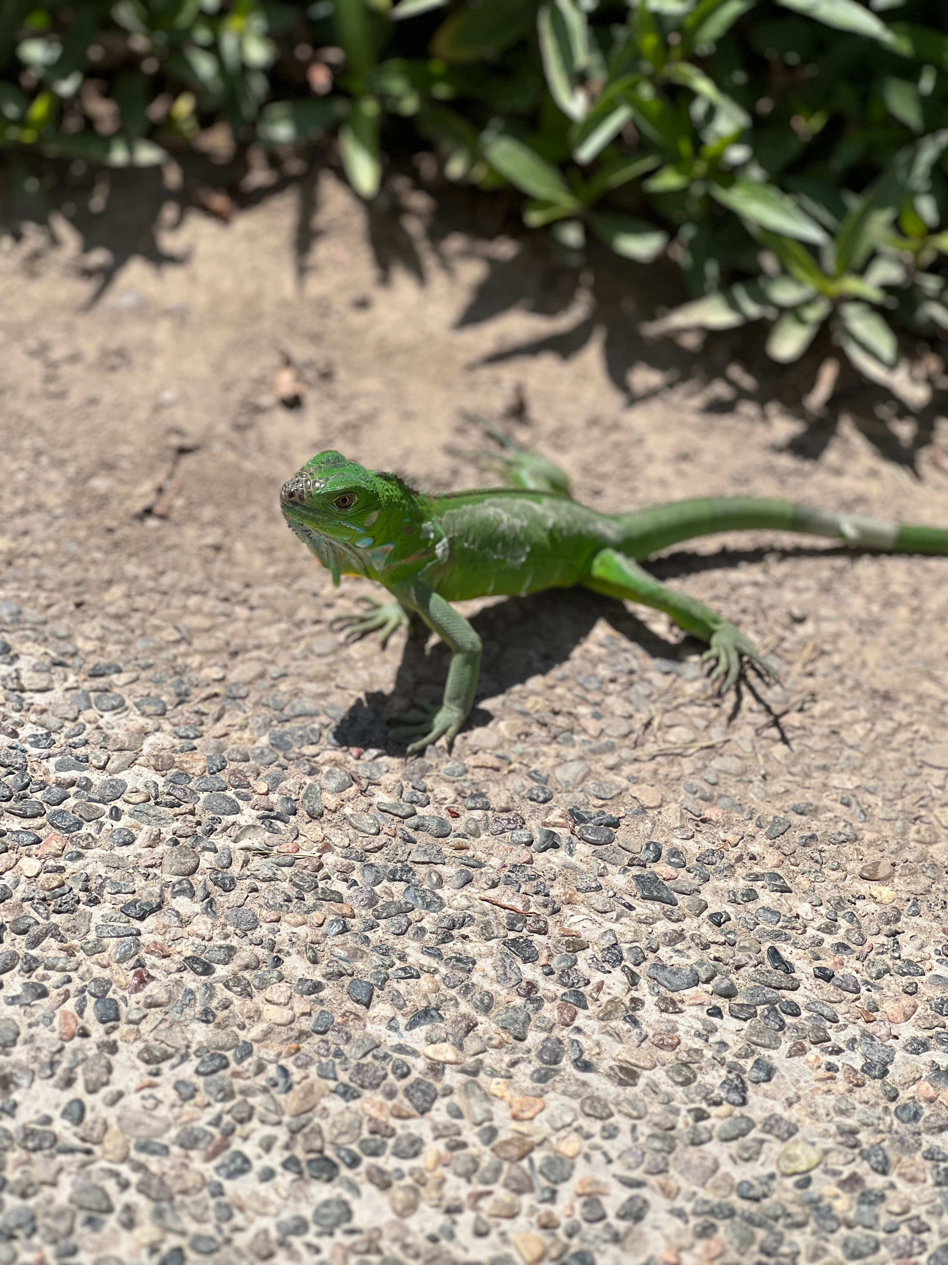 A green lizard.