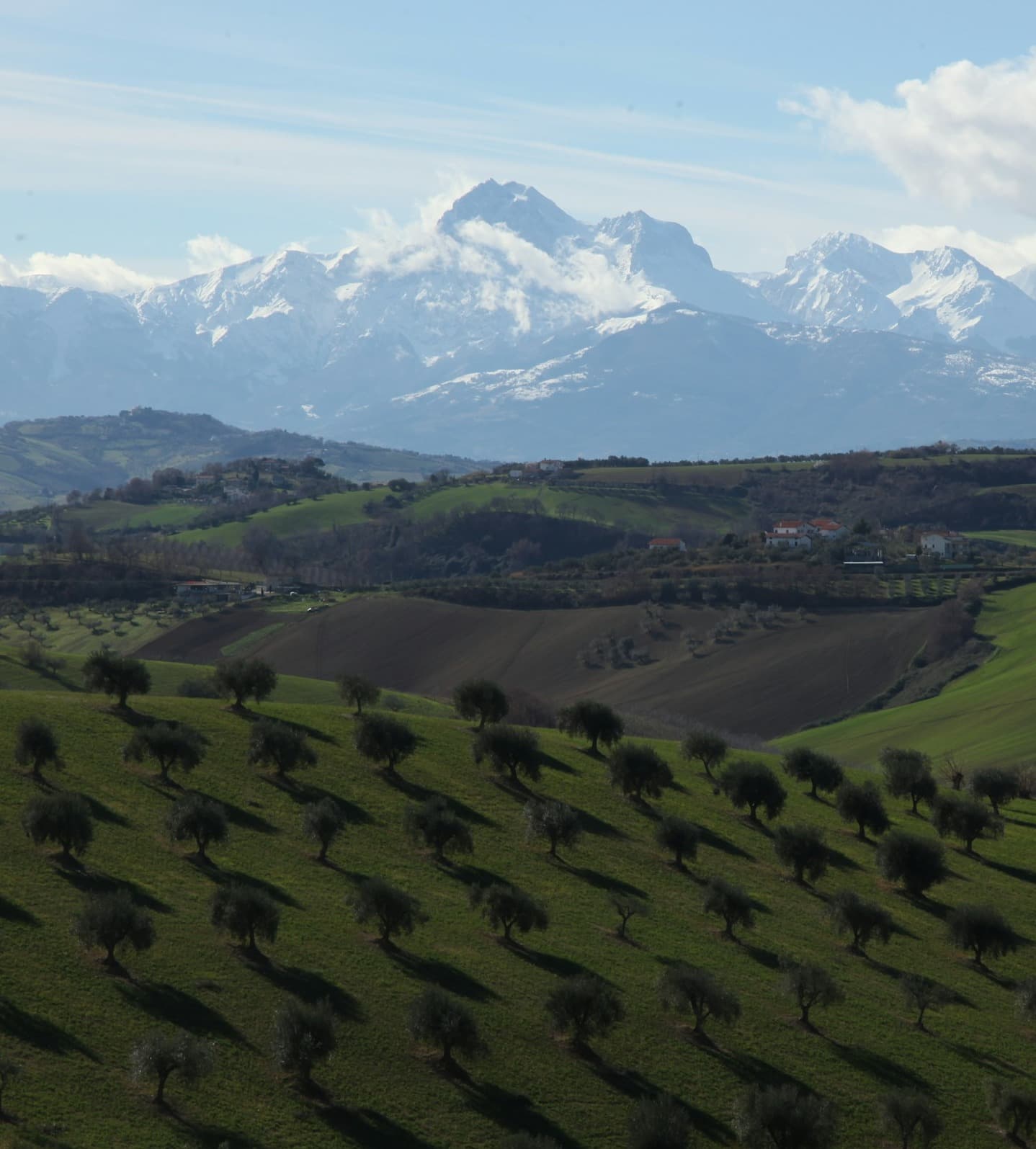 Fields with olive trees in Abruzzo, Italy.