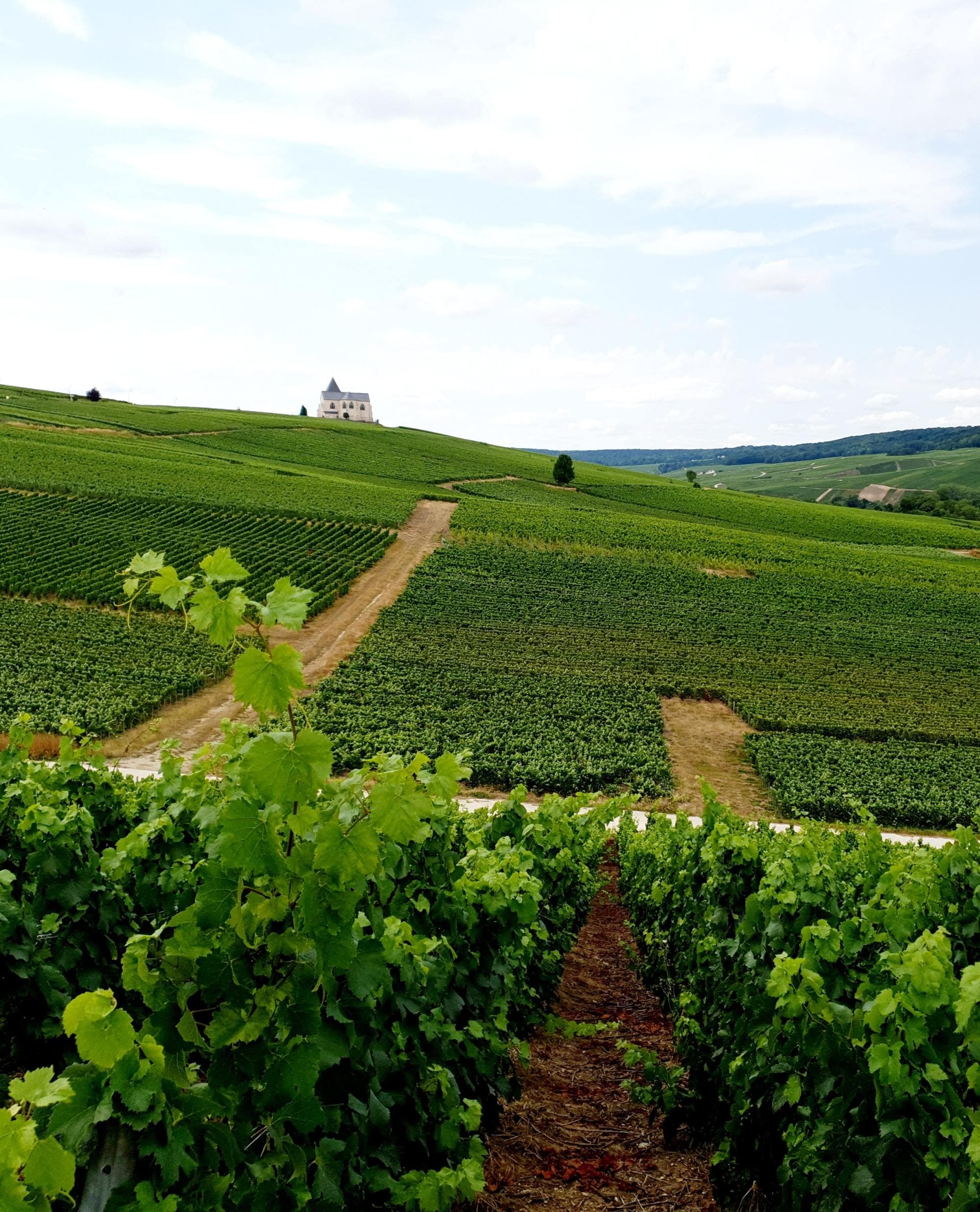 green wine vineyards with rolling hills and a historic chateau in the distance